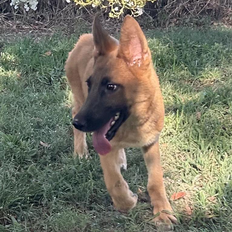 Adonis "Jay", Adoptable, Young Male Mixed Breed.