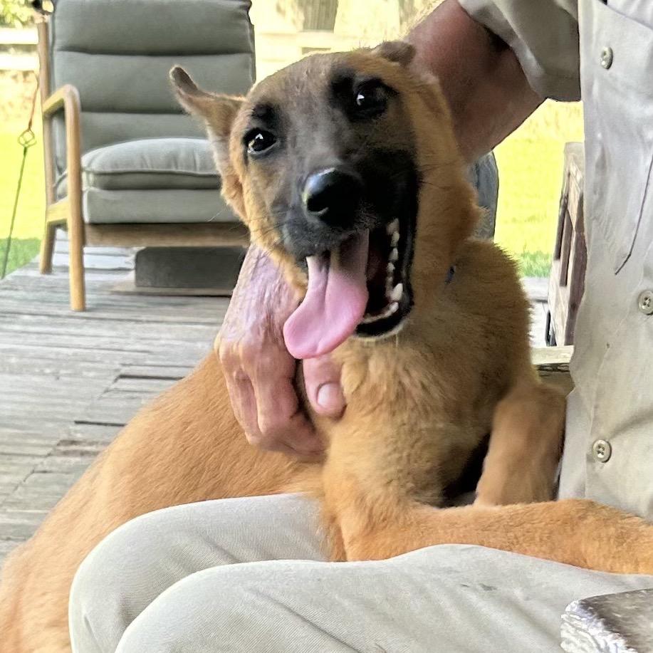 Enlarge Adonis "Jay", a Adoptable Mixed Breed in Bartlett, TN image 2/6