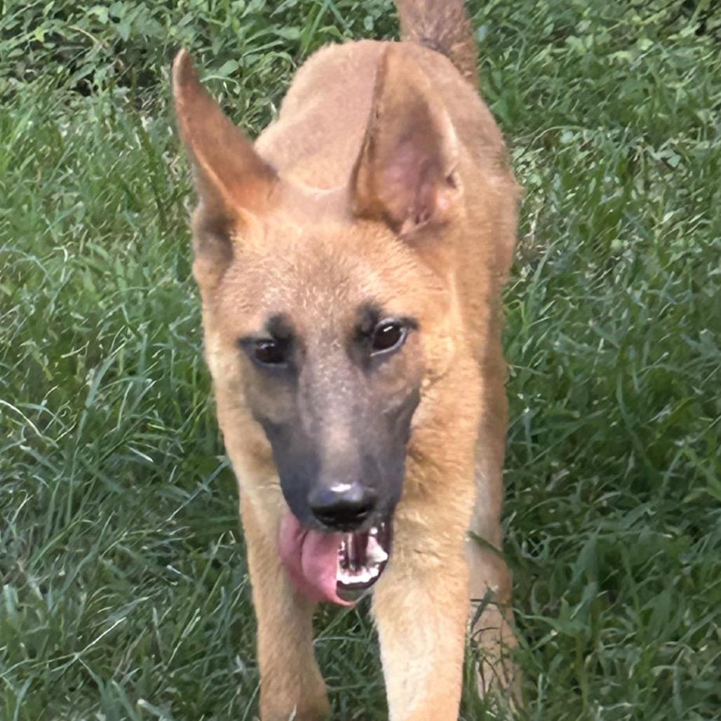 Enlarge Adonis "Jay", a Adoptable Mixed Breed in Bartlett, TN image 3/6