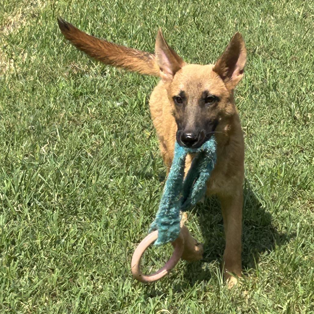 Enlarge Adonis "Jay", a Adoptable Mixed Breed in Bartlett, TN image 4/6