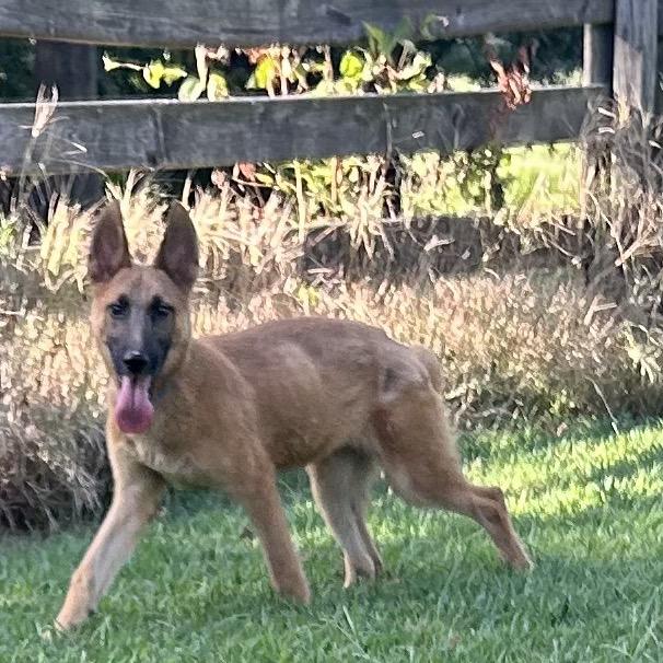 Enlarge Adonis "Jay", a Adoptable Mixed Breed in Bartlett, TN image 5/6