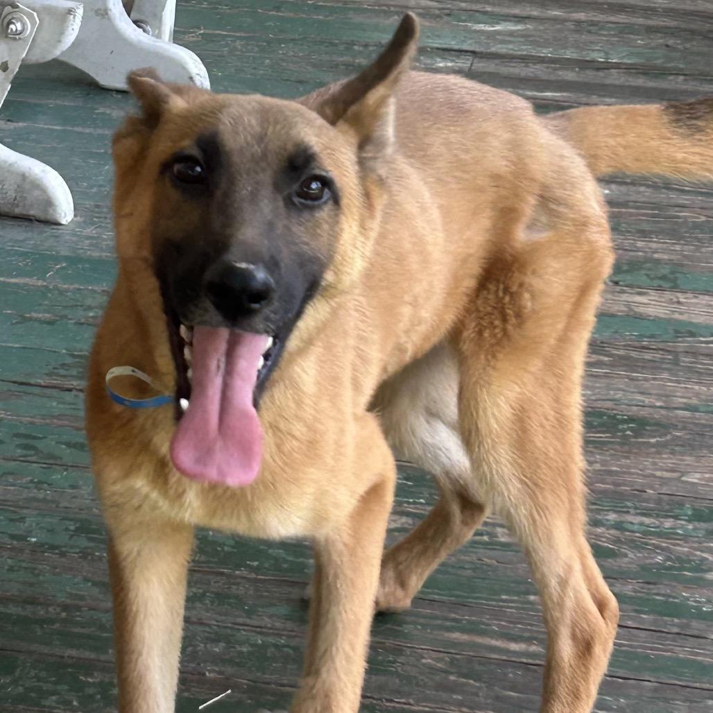 Enlarge Adonis "Jay", a Adoptable Mixed Breed in Bartlett, TN image 6/6