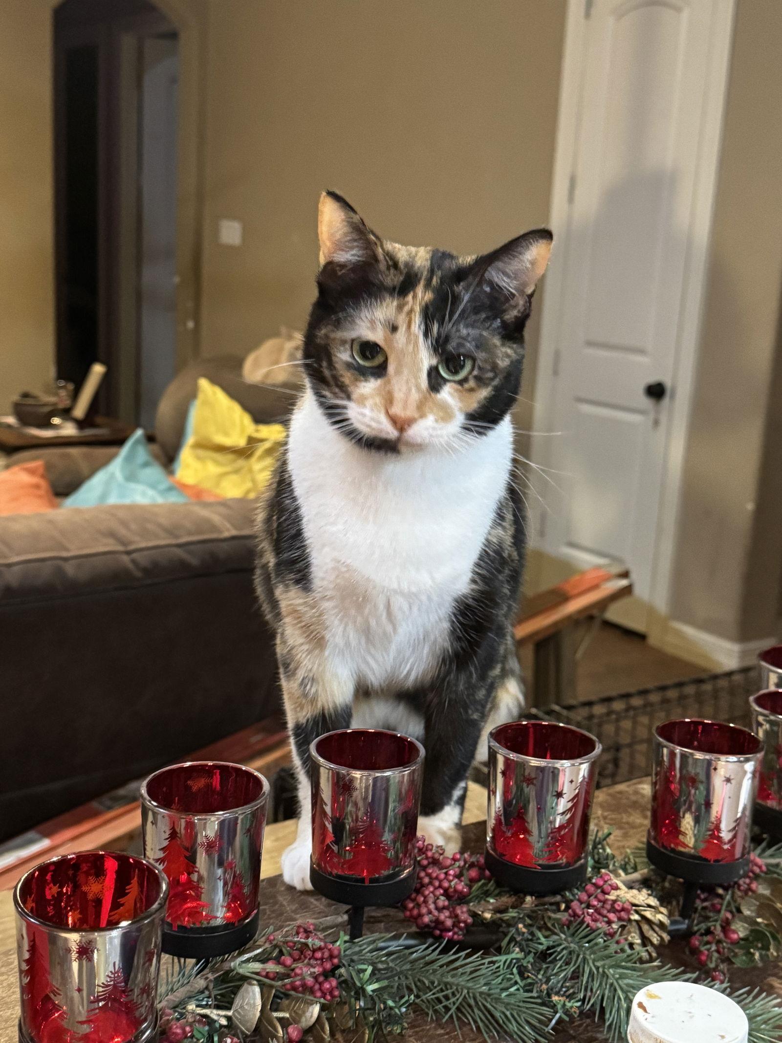 Patches, Adoptable, Young Female Domestic Short Hair & Calico.