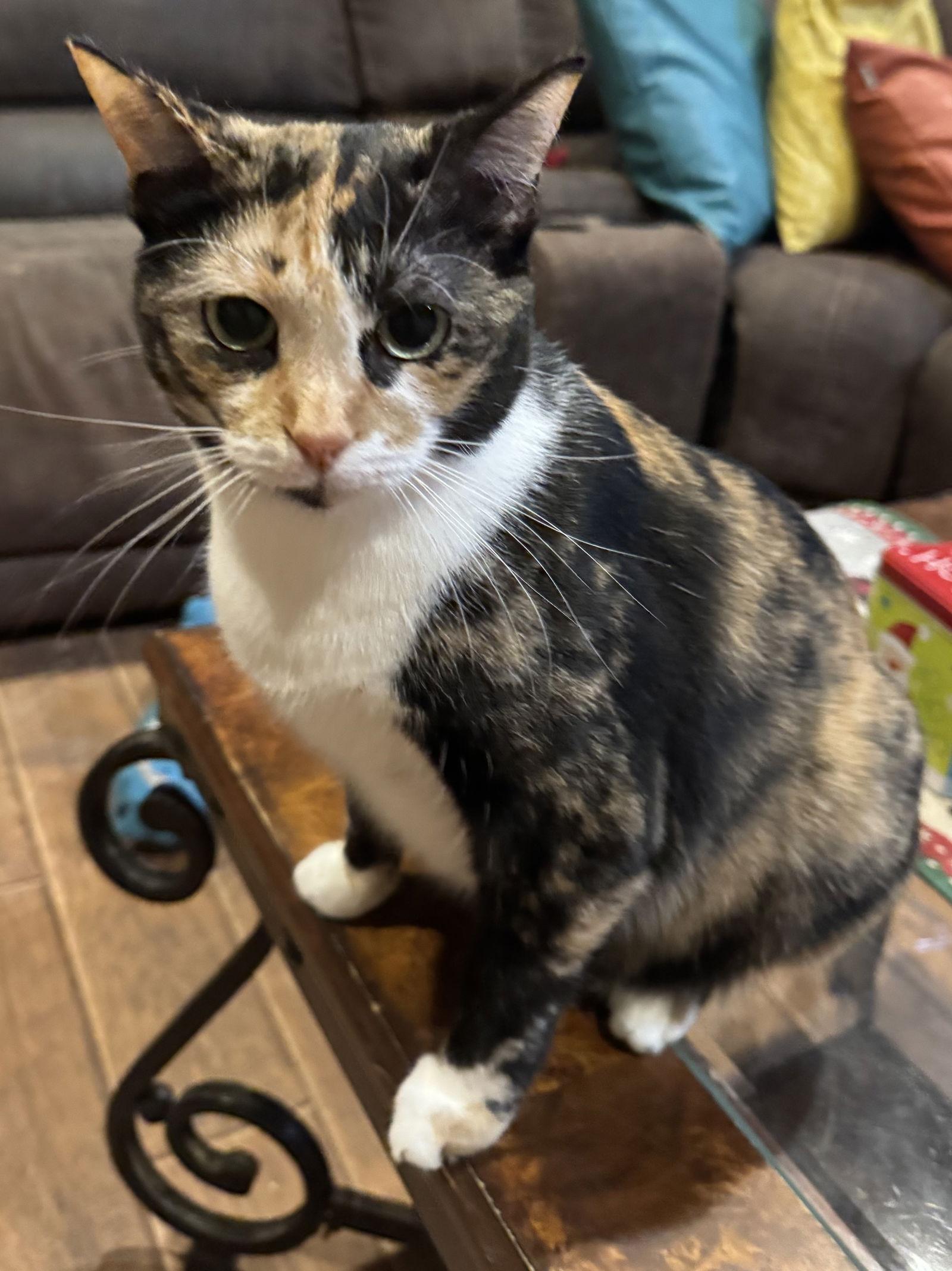 Patches, a Adoptable mixed breed in Mesquite, TX image 2/3