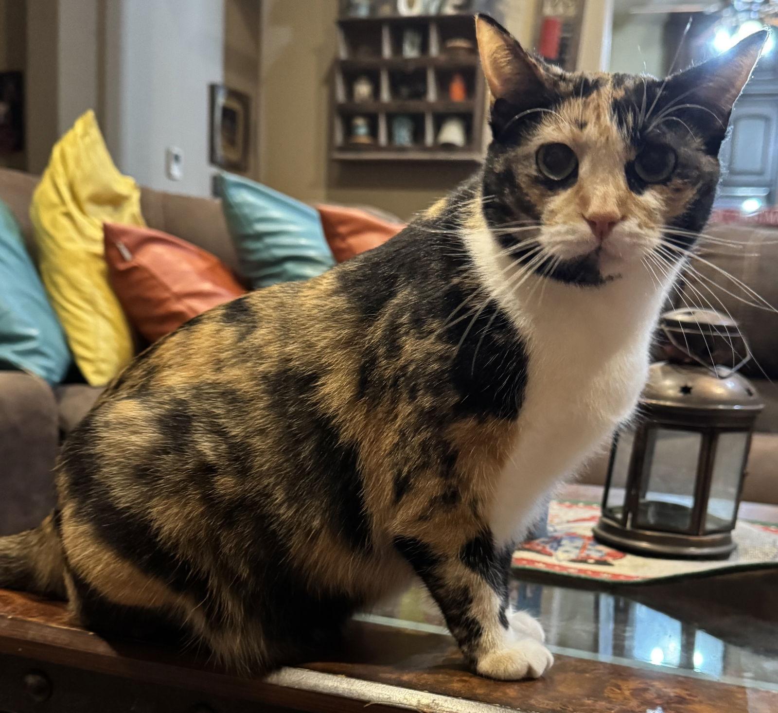 Patches, a Adoptable mixed breed in Mesquite, TX image 3/3