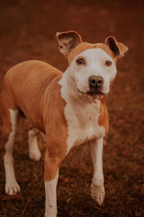 Enlarge 26-02-0403 Bella, a Adoptable mixed breed in Dallas, GA image 1/4