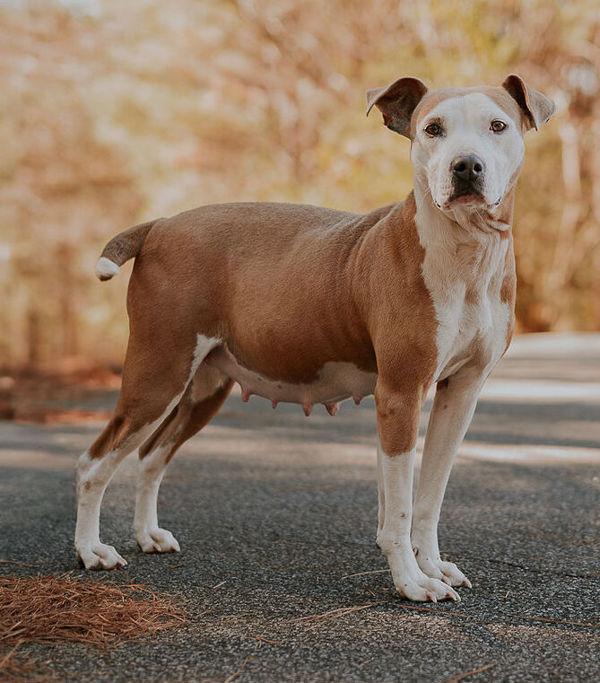 Enlarge 26-02-0403 Bella, a Adoptable mixed breed in Dallas, GA image 2/4