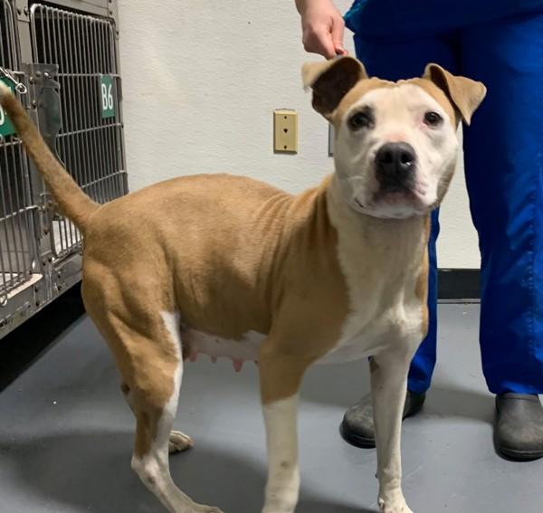 Enlarge 26-02-0403 Bella, a Adoptable mixed breed in Dallas, GA image 4/4