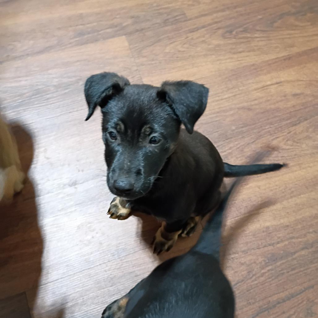 Raisin, Adoptable, Puppy Male Mixed Breed.