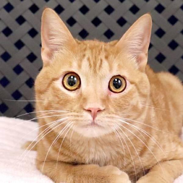 Enlarge Chicken, a Adoptable mixed breed in Fort Davis, TX image 1/2