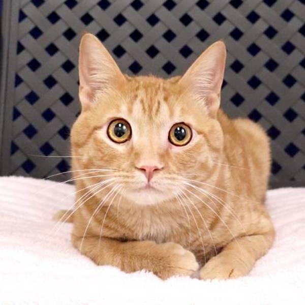 Enlarge Chicken, a Adoptable mixed breed in Fort Davis, TX image 2/2