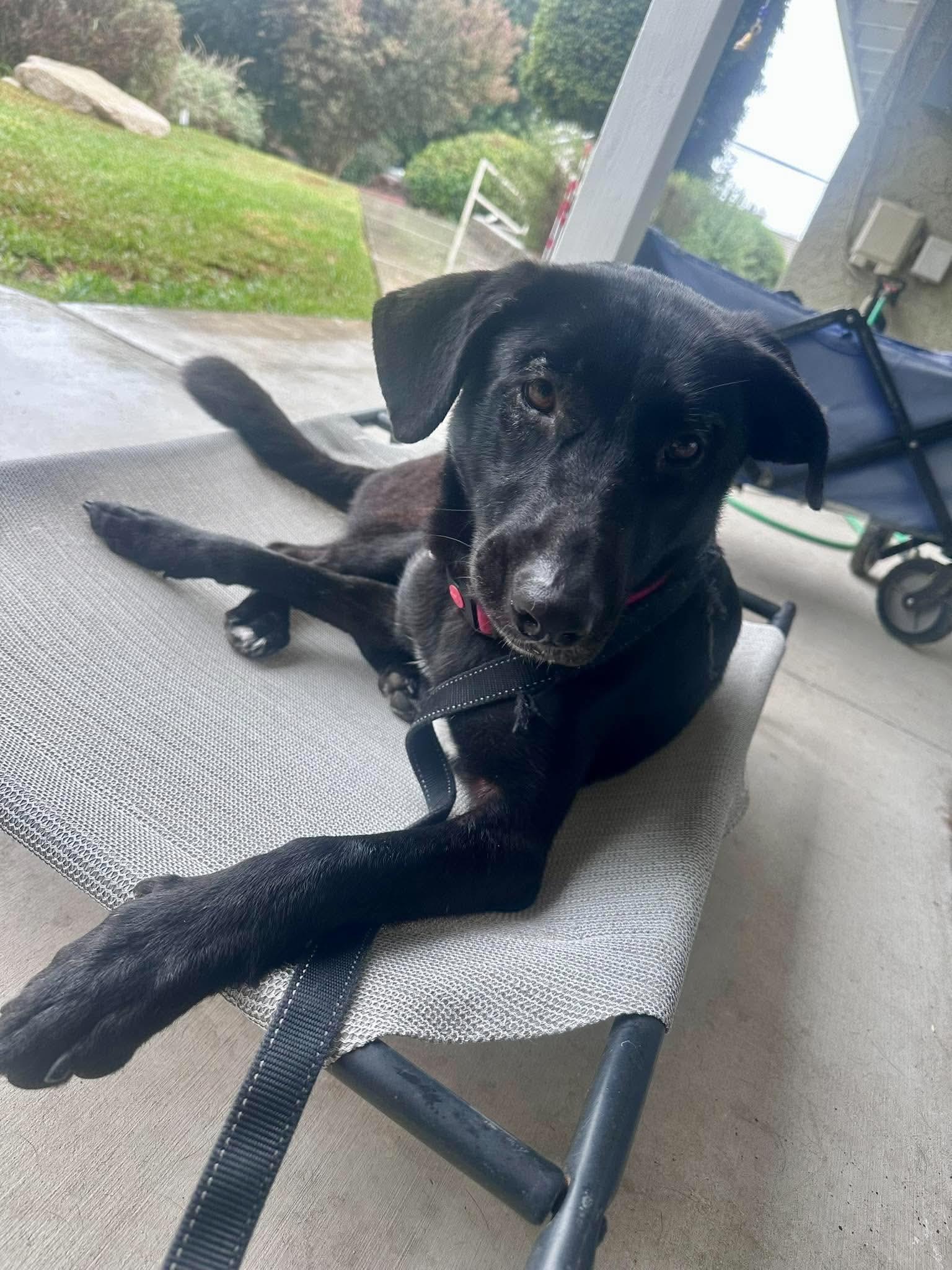 Dolly, Adoptable, Young Female Labrador Retriever.