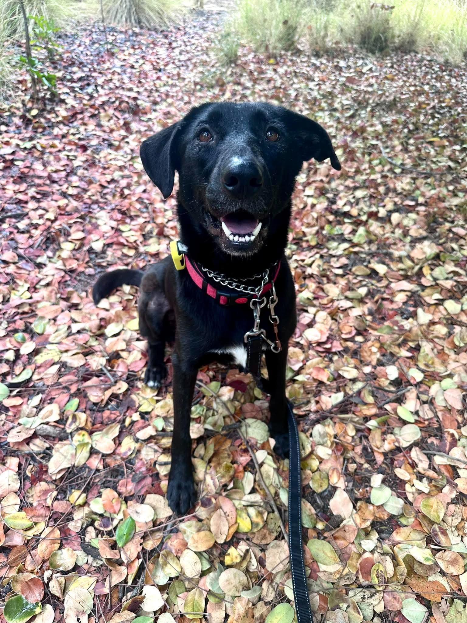 Enlarge Dolly, a Adoptable Labrador Retriever in San Diego, CA image 2/3