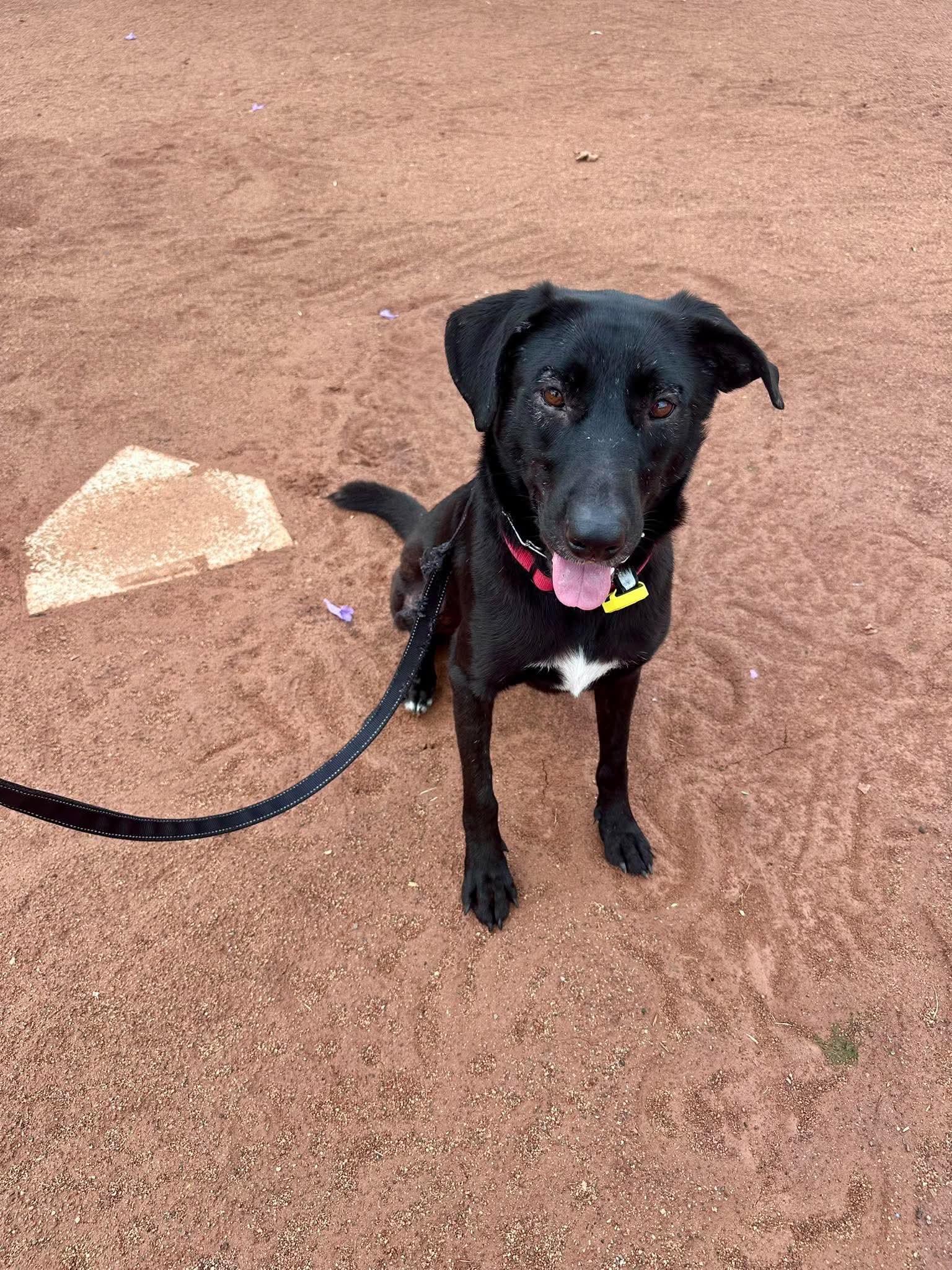 Enlarge Dolly, a Adoptable Labrador Retriever in San Diego, CA image 3/3