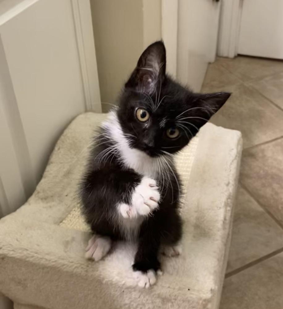 Tess, ADOPTABLE, Kitten • Female, American Bobtail & Domestic Short Hair.