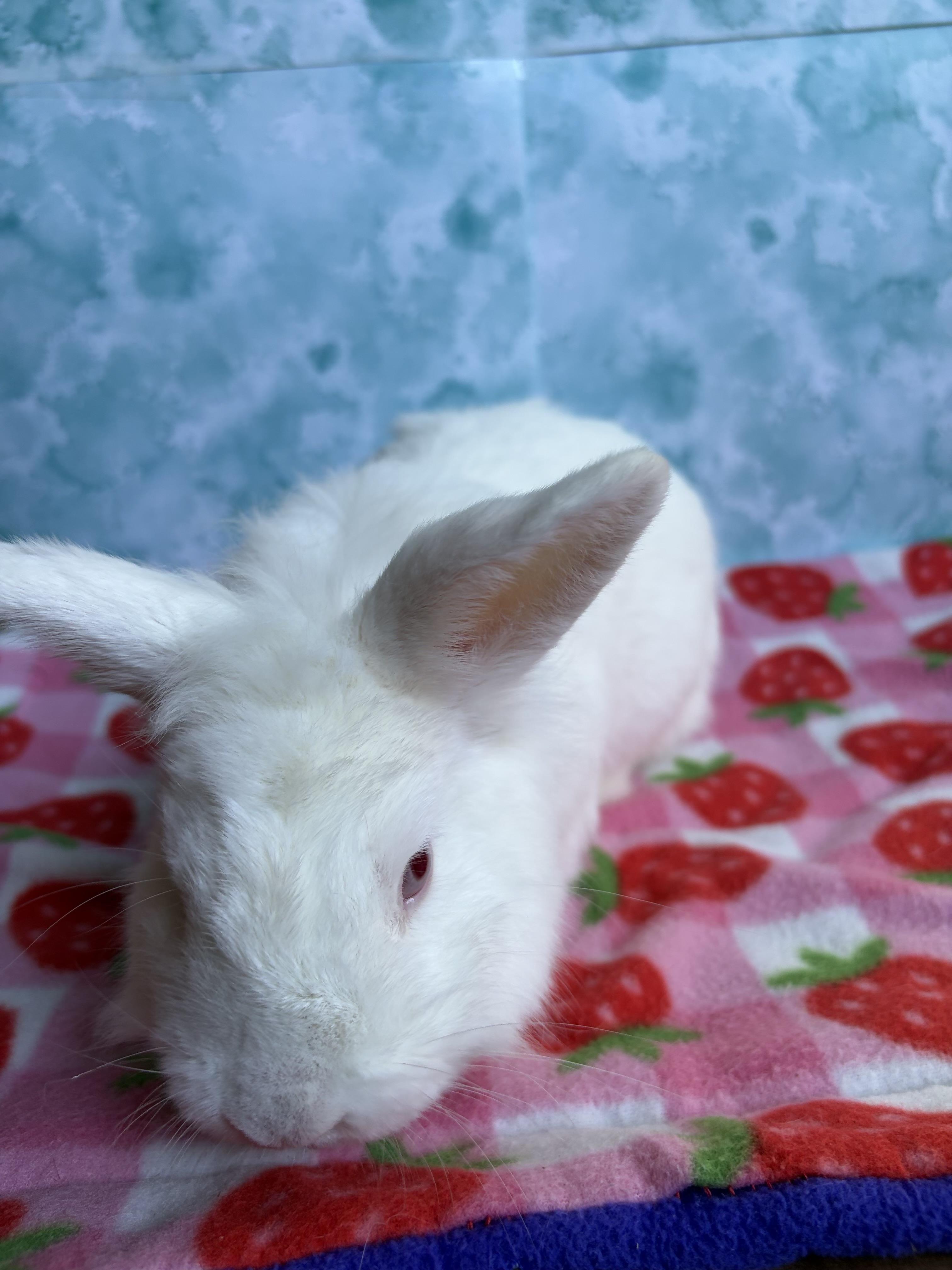 Fozzy, a Adoptable Bunny Rabbit in Modesto, CA image 3/3