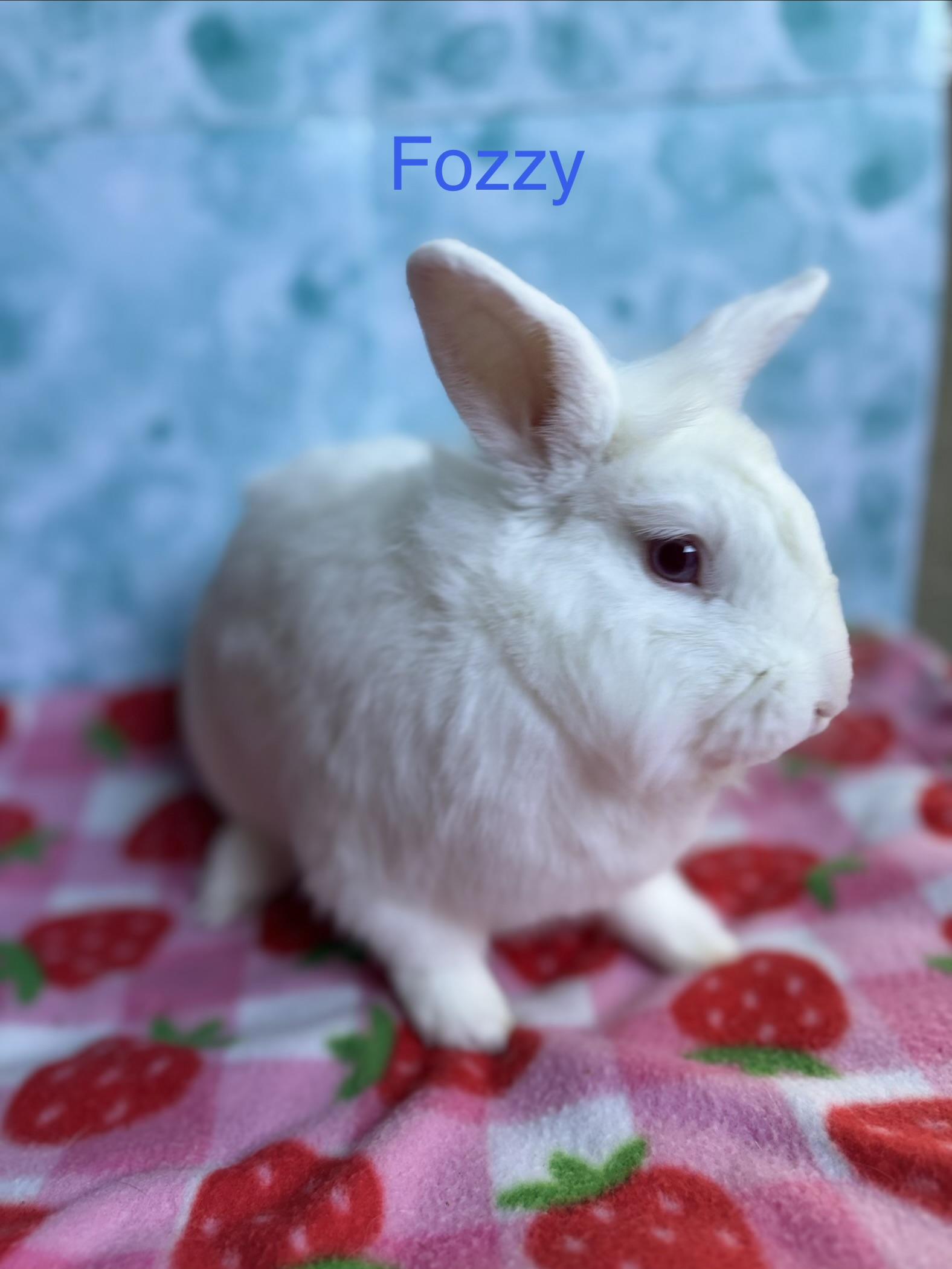 Fozzy, Adoptable, Young Male Bunny Rabbit.