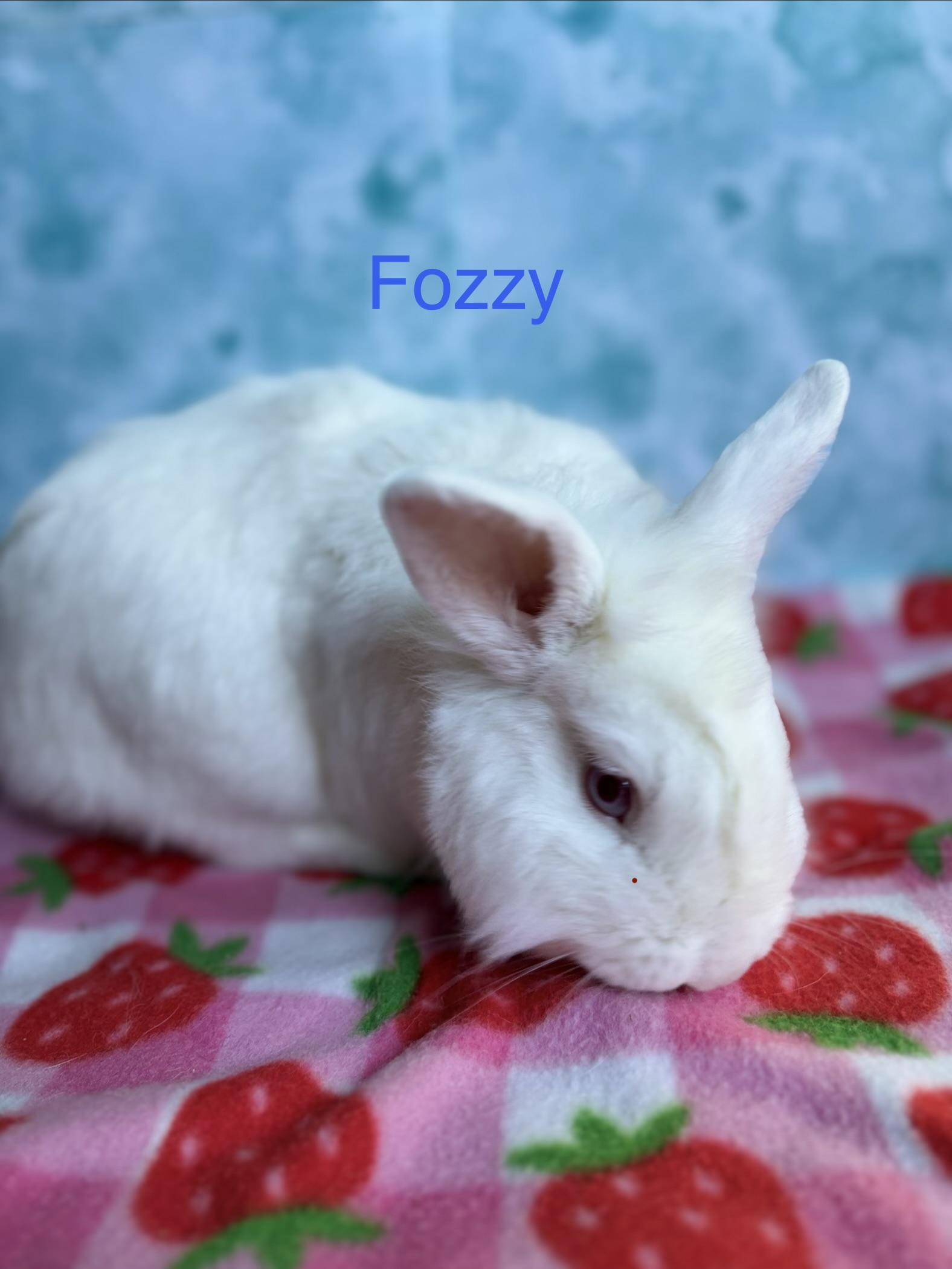 Fozzy, a Adoptable Bunny Rabbit in Modesto, CA image 2/3