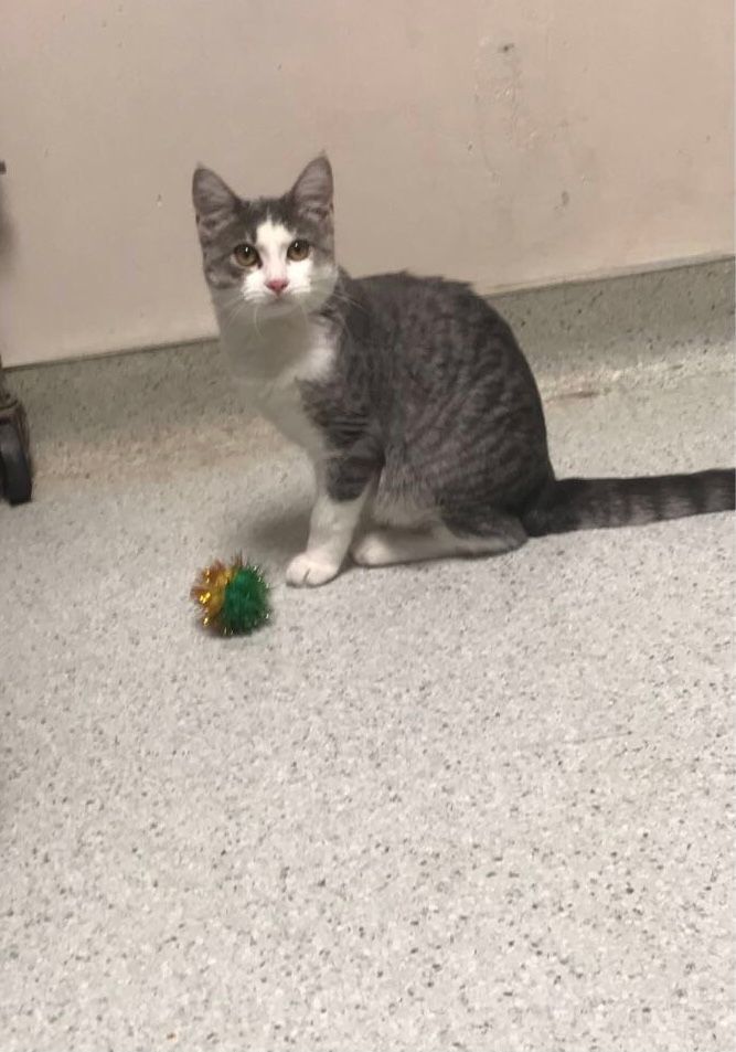 Dakota, Adoptable, Adult Female Domestic Medium Hair.