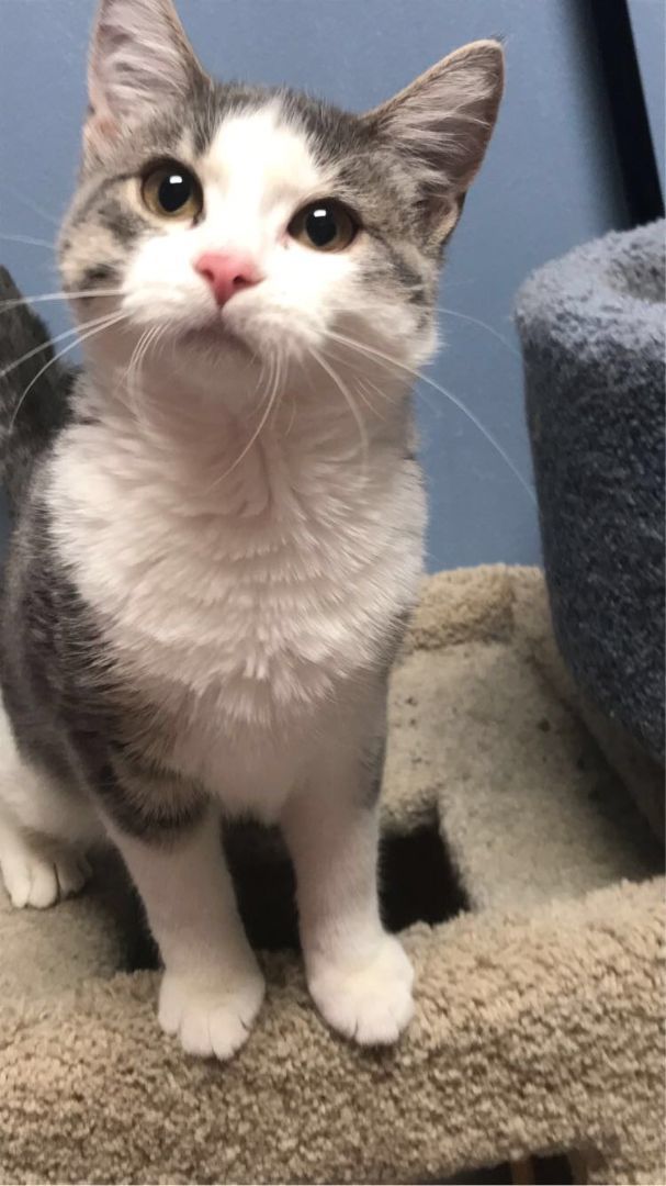 Dakota, a Adoptable Domestic Medium Hair in Rock Falls, IL image 2/4