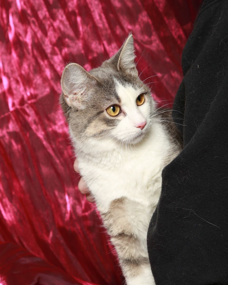 Dakota, a Adoptable Domestic Medium Hair in Rock Falls, IL image 3/4