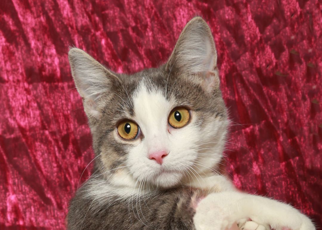 Dakota, a Adoptable Domestic Medium Hair in Rock Falls, IL image 4/4