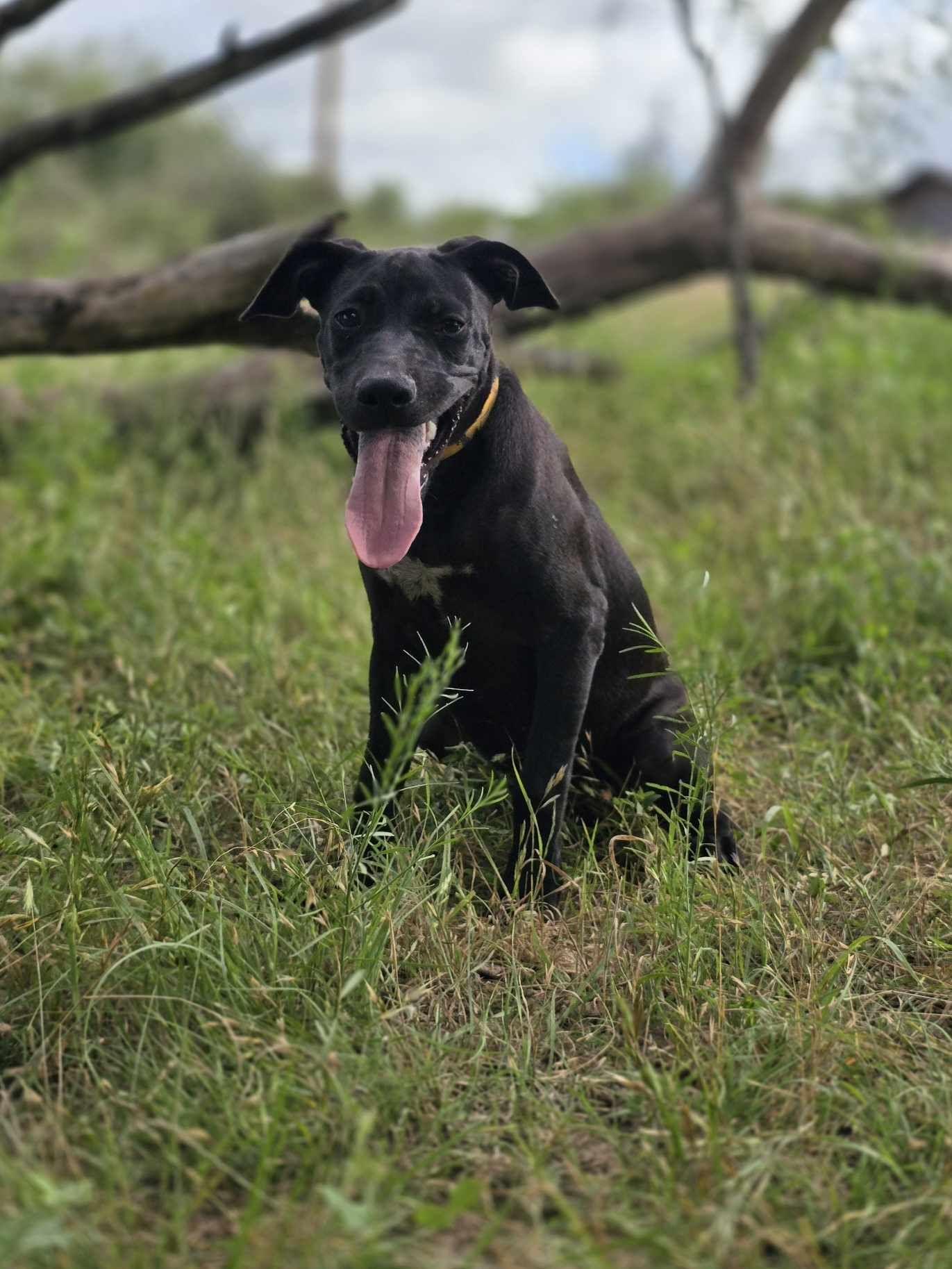 Sugar Plum, an adoptable Mixed Breed in BUTTE, MT, 59701 | Photo Image 2