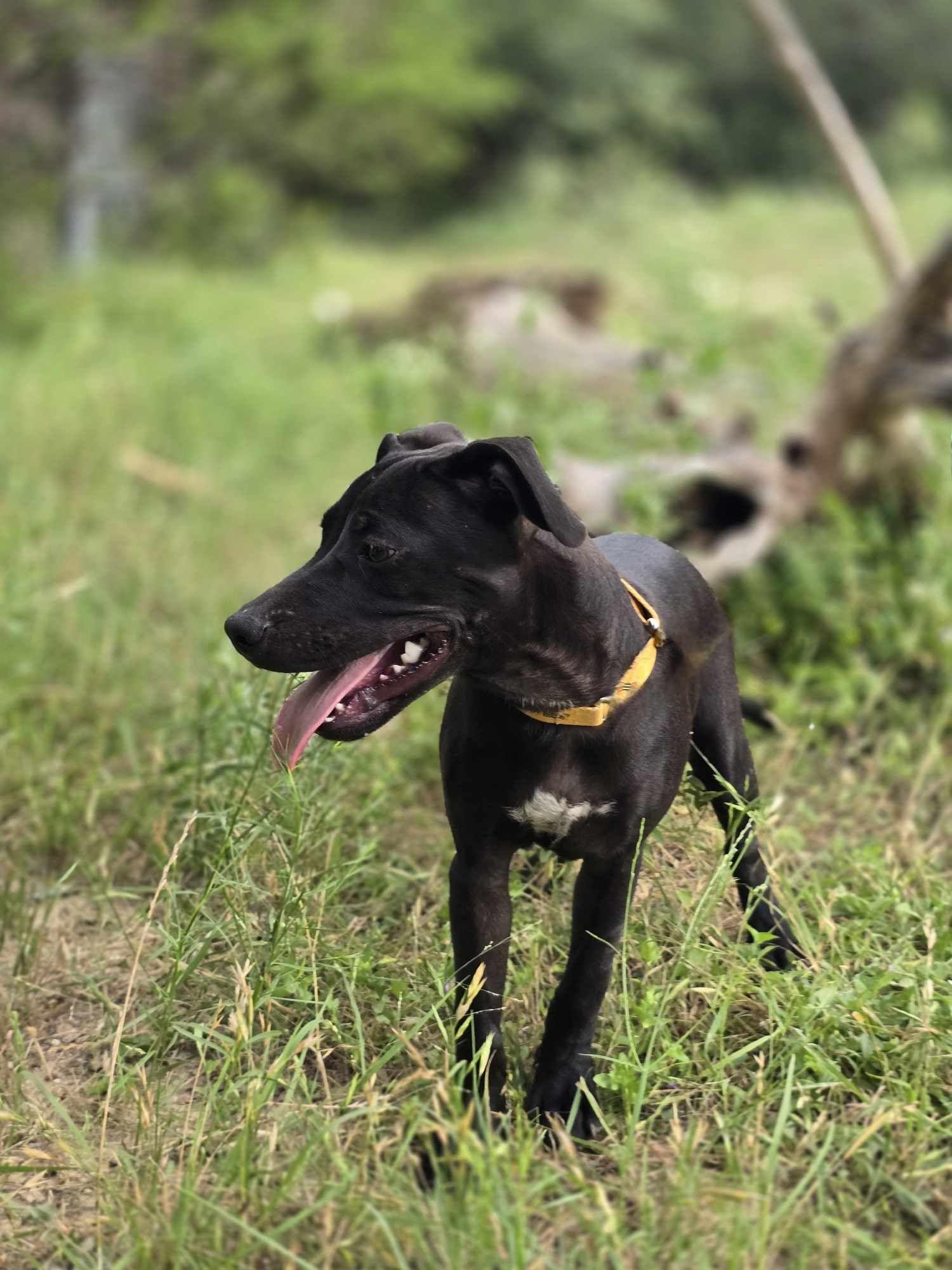 Sugar Plum, an adoptable Mixed Breed in BUTTE, MT, 59701 | Photo Image 3