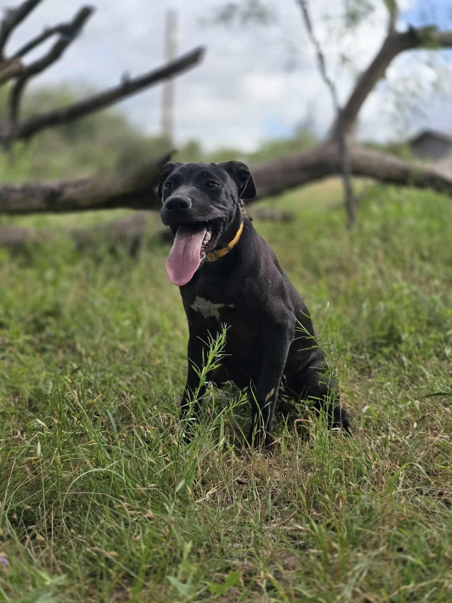 Sugar Plum, an adoptable Mixed Breed in BUTTE, MT, 59701 | Photo Image 4
