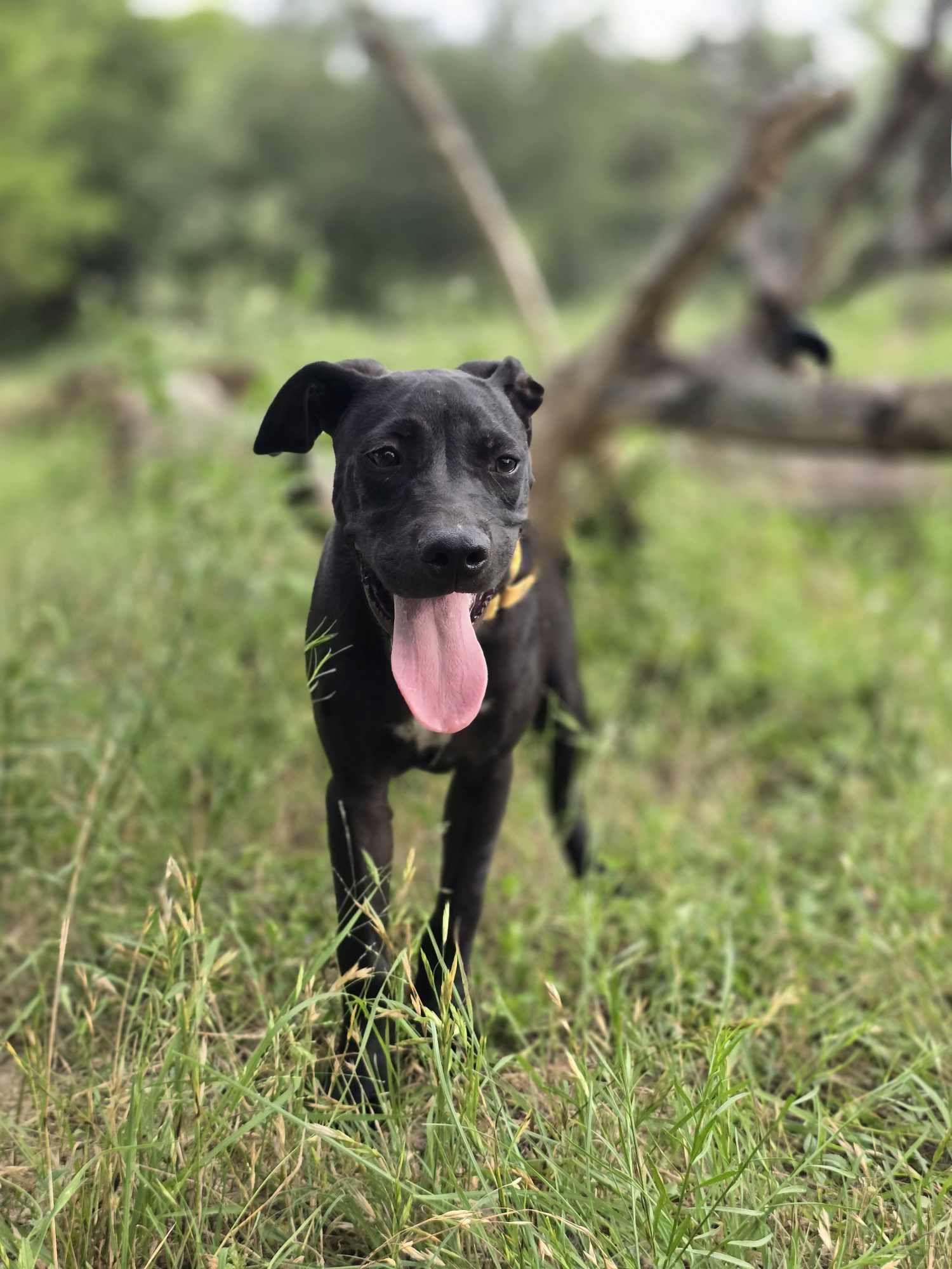 Sugar Plum, an adoptable Mixed Breed in BUTTE, MT, 59701 | Photo Image 6