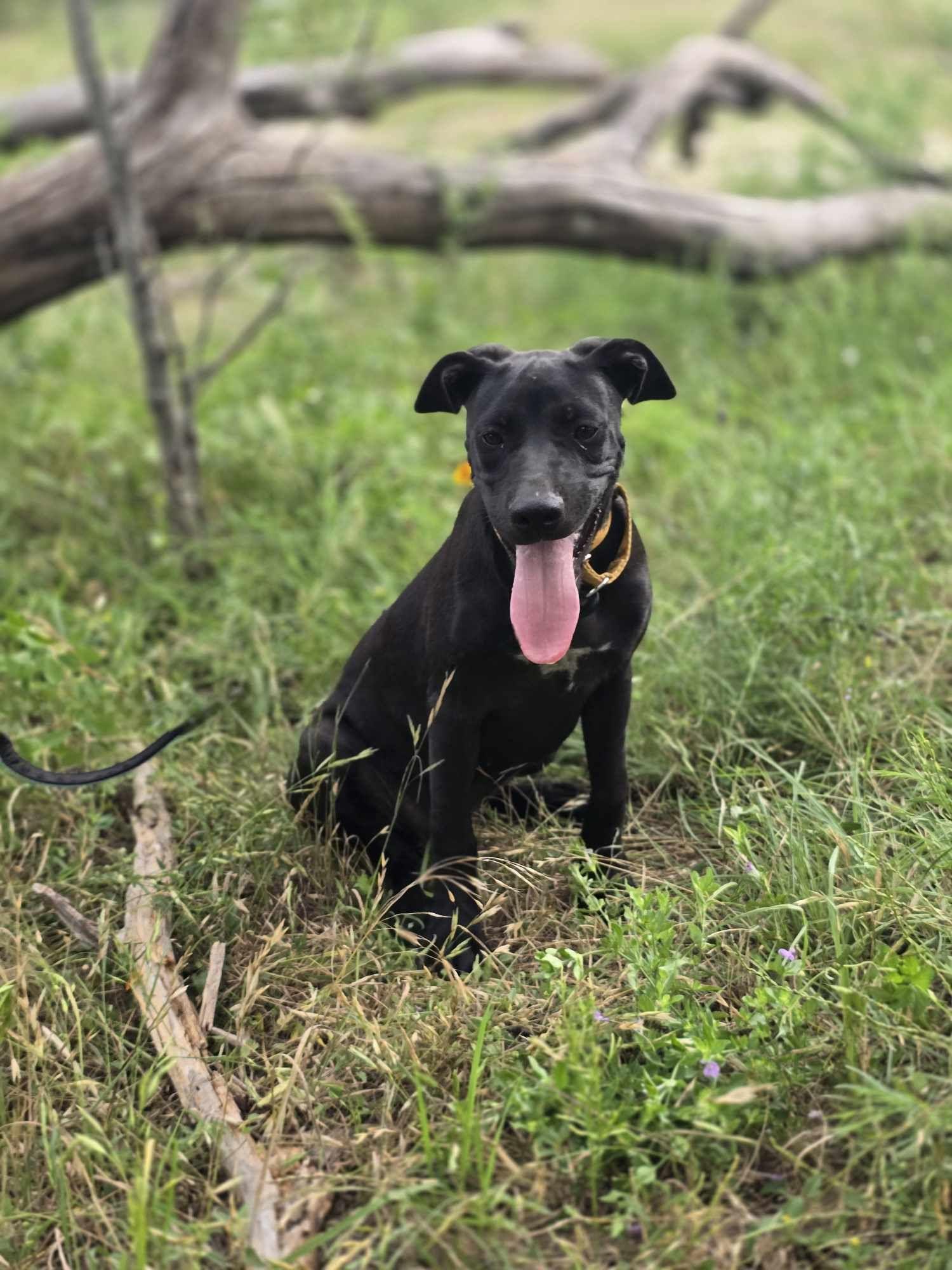Sugar Plum, an adoptable Mixed Breed in BUTTE, MT, 59701 | Photo Image 1