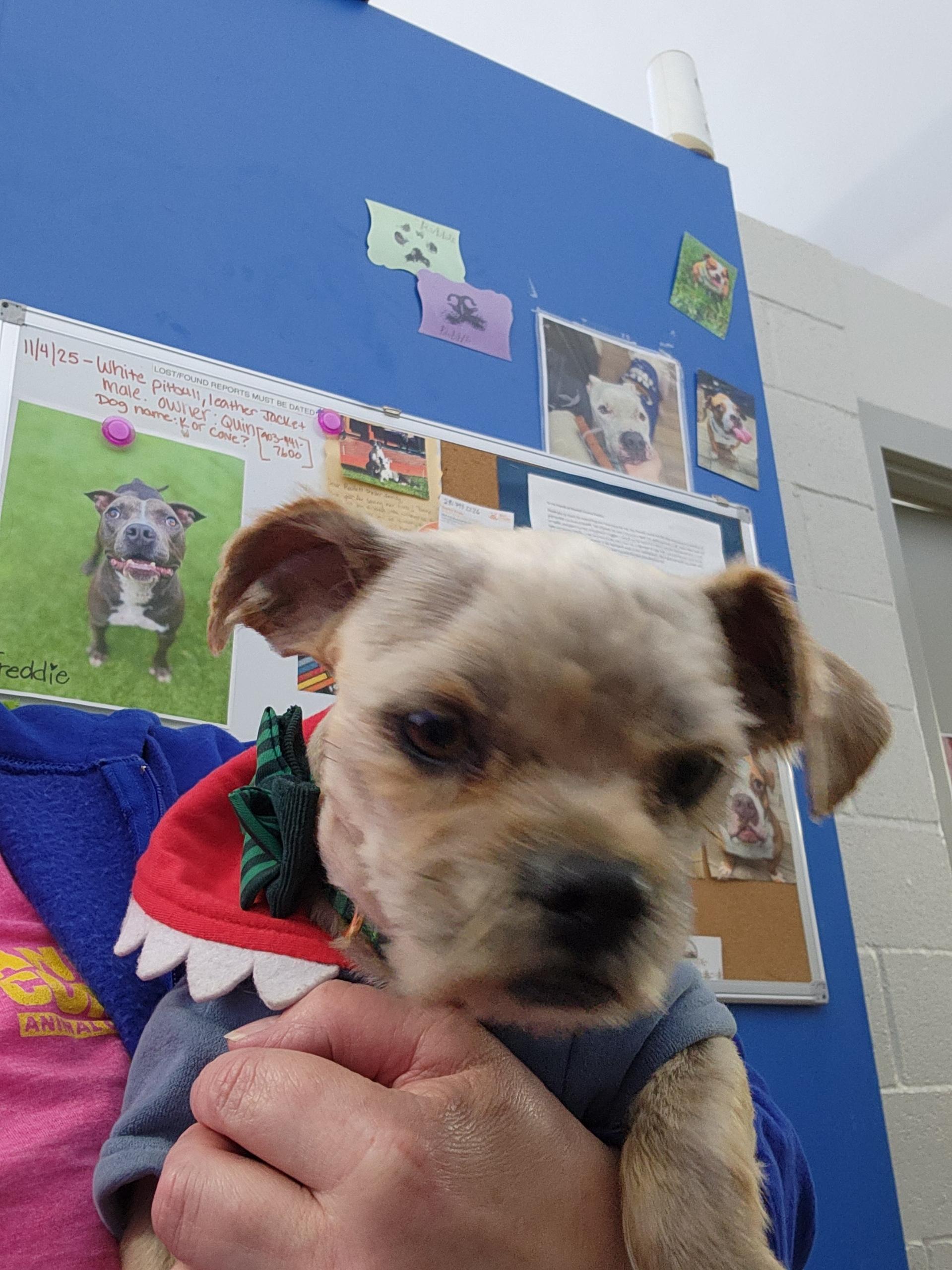 Enlarge Al , an adopted mixed breed in Garland, TX image 1/3