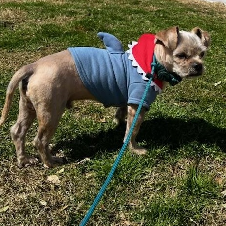 Enlarge Al , an adopted mixed breed in Garland, TX image 2/3