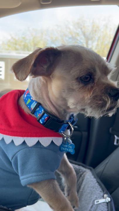 Enlarge Al , an adopted mixed breed in Garland, TX video 3/3