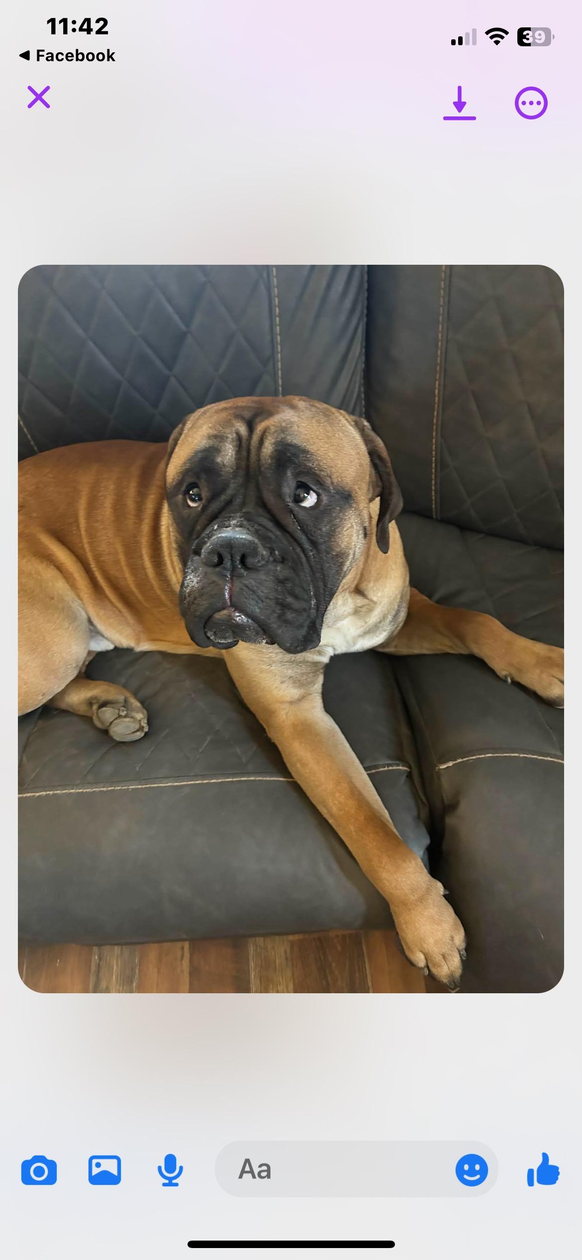 Enlarge Brody, a ADOPTABLE Bullmastiff in Lincoln University, PA image 2/3
