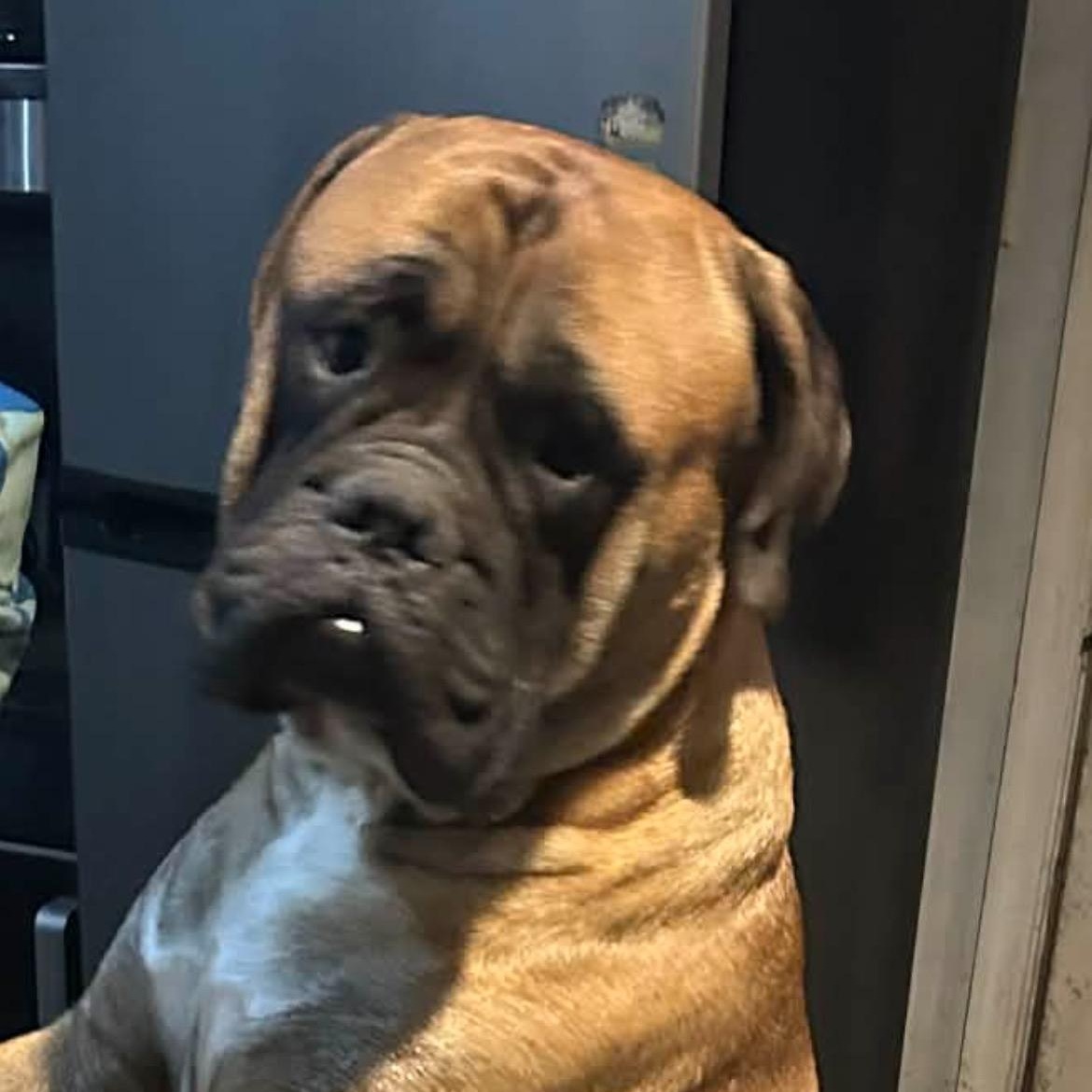 Enlarge Brody, a ADOPTABLE Bullmastiff in Lincoln University, PA image 1/3