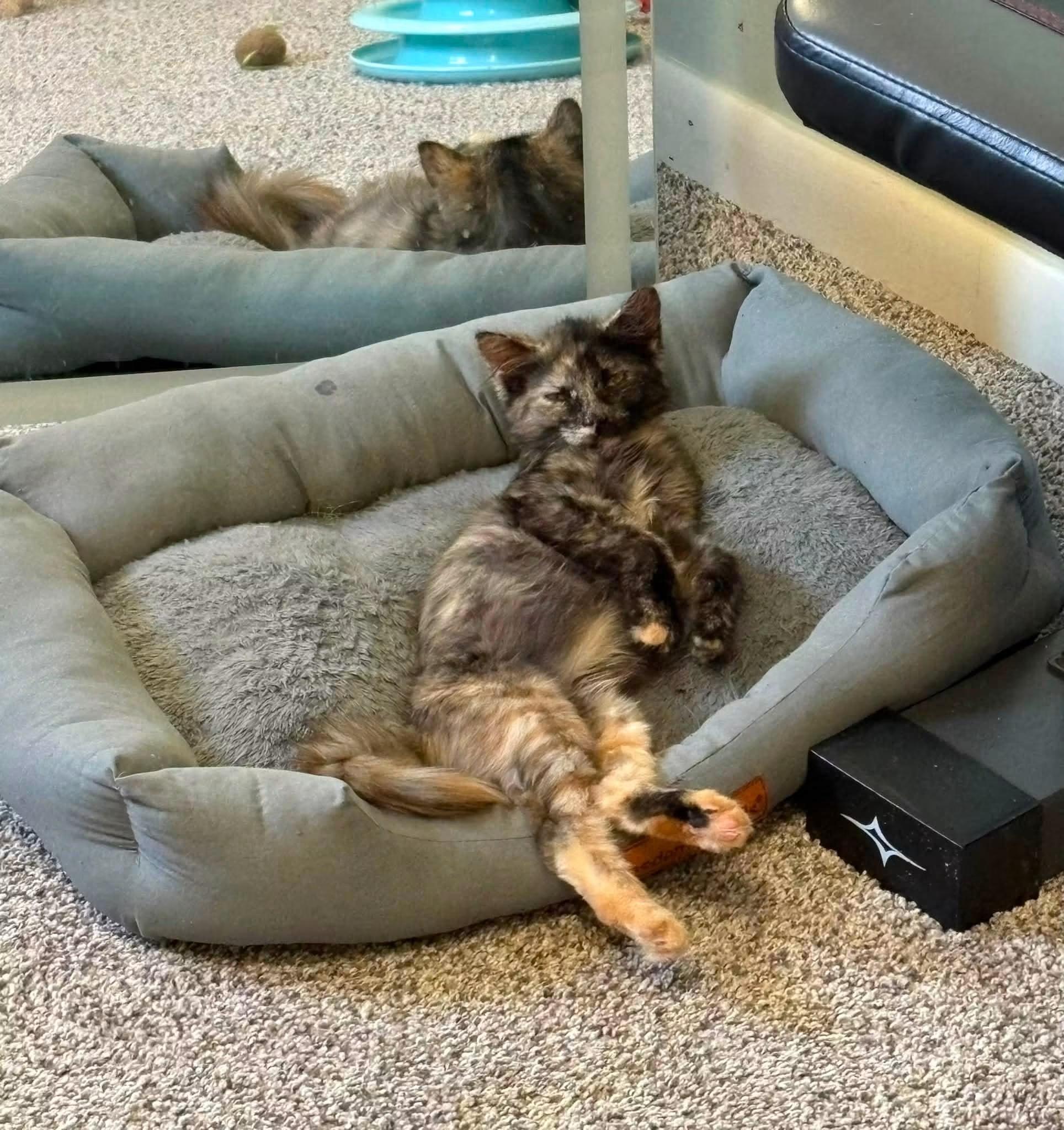 Enlarge Clever, an adopted Torbie in Darien Center, NY image 4/4