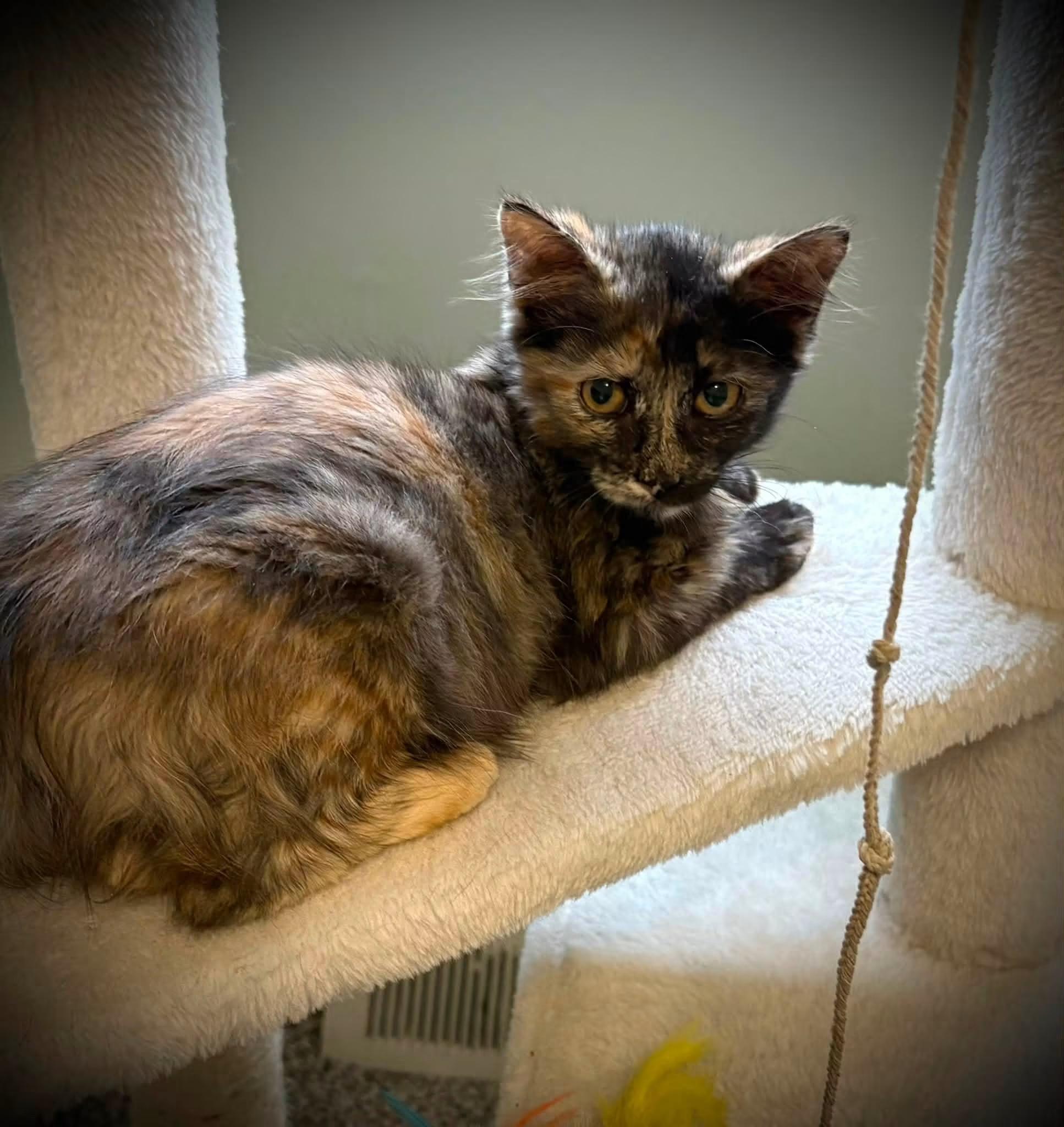 Enlarge Clever, an adopted Torbie in Darien Center, NY image 2/4