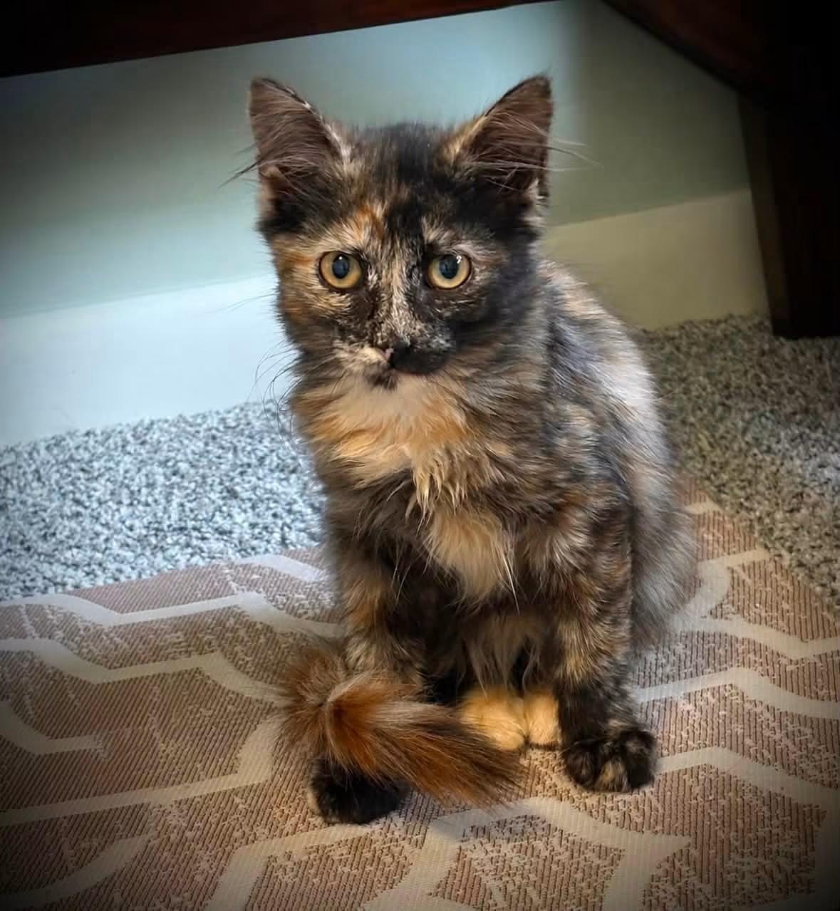 Clever, adopted, Kitten Female Torbie.