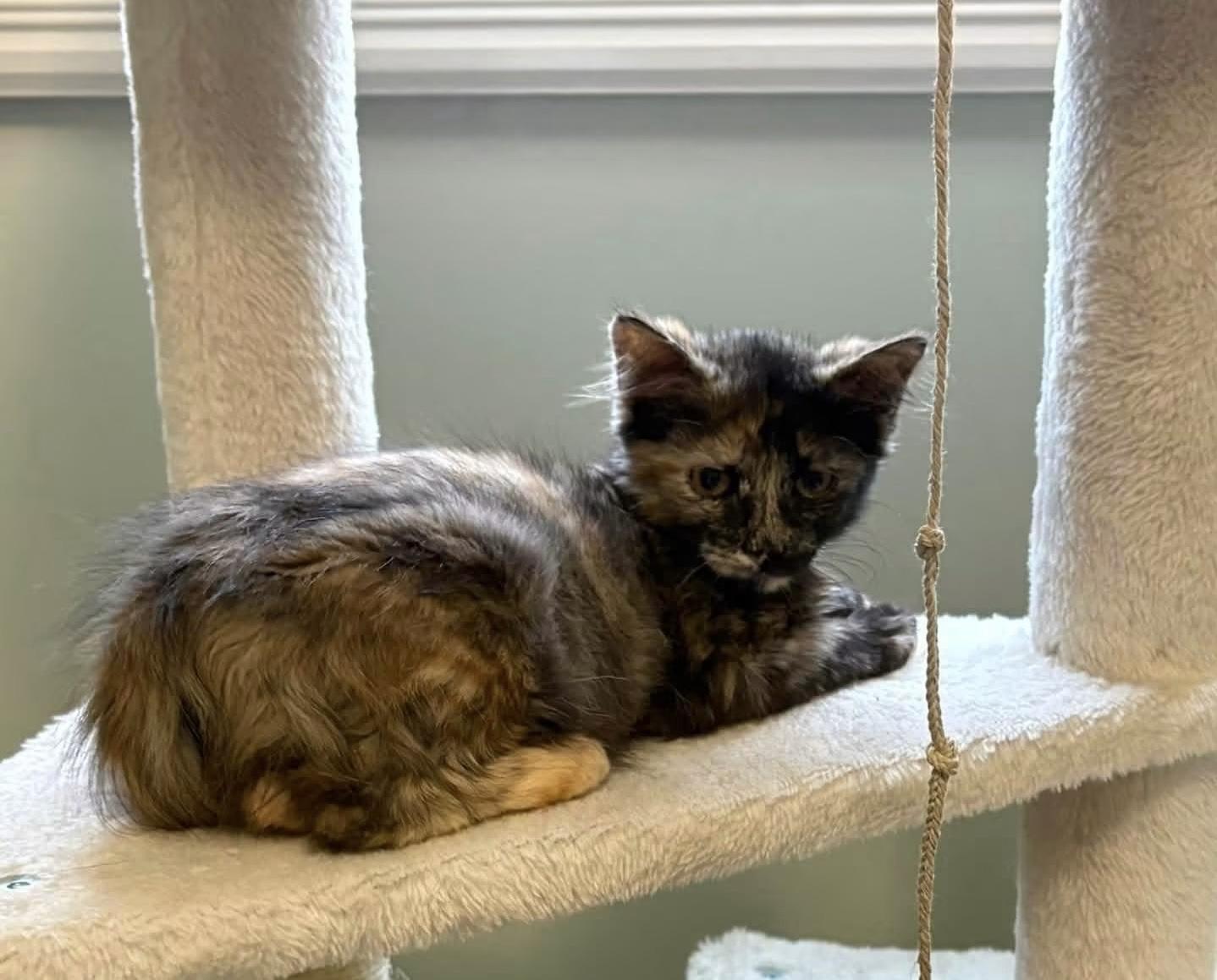 Enlarge Clever, an adopted Torbie in Darien Center, NY image 3/4