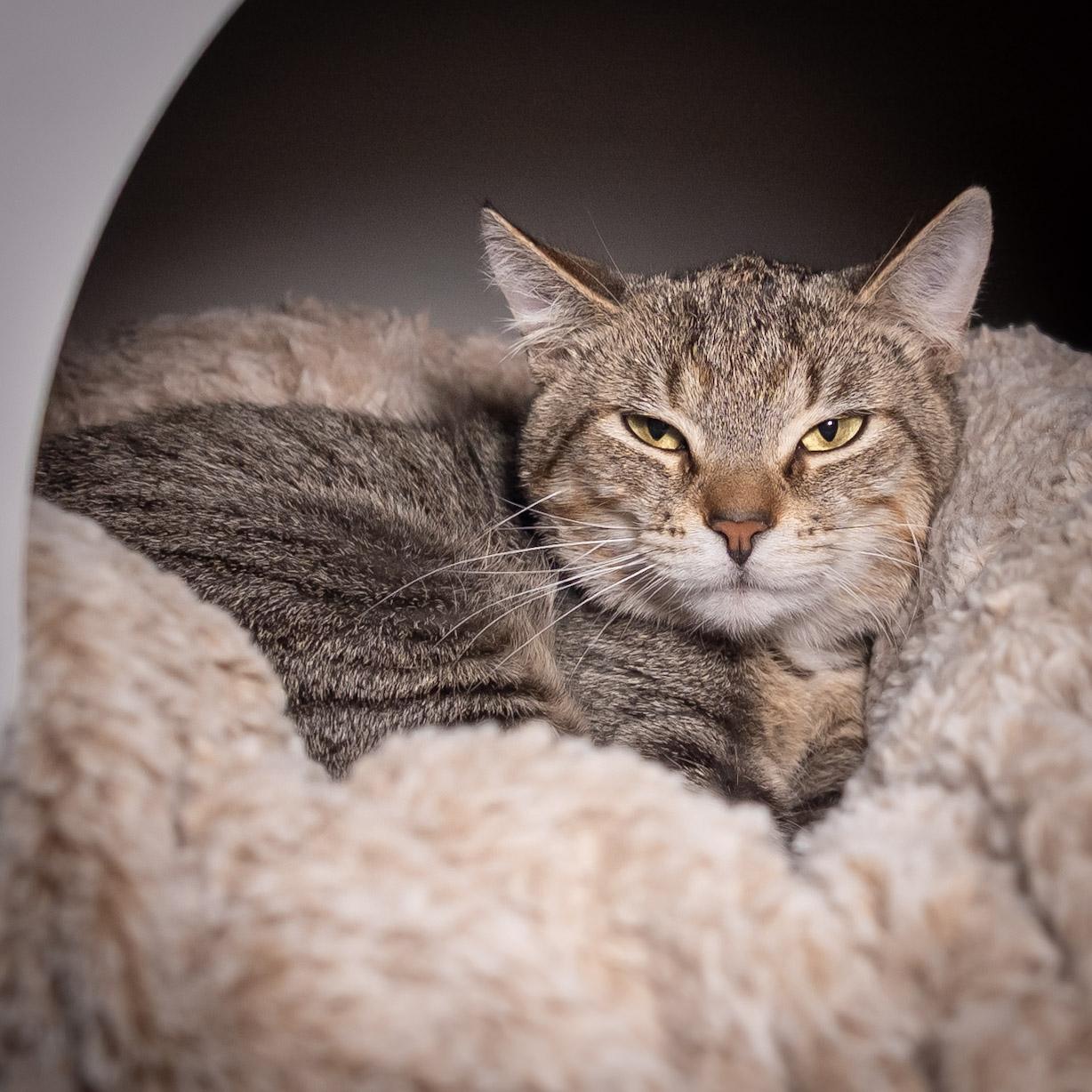 Enlarge Daria, a ADOPTABLE Domestic Short Hair in Victor, NY image 5/6