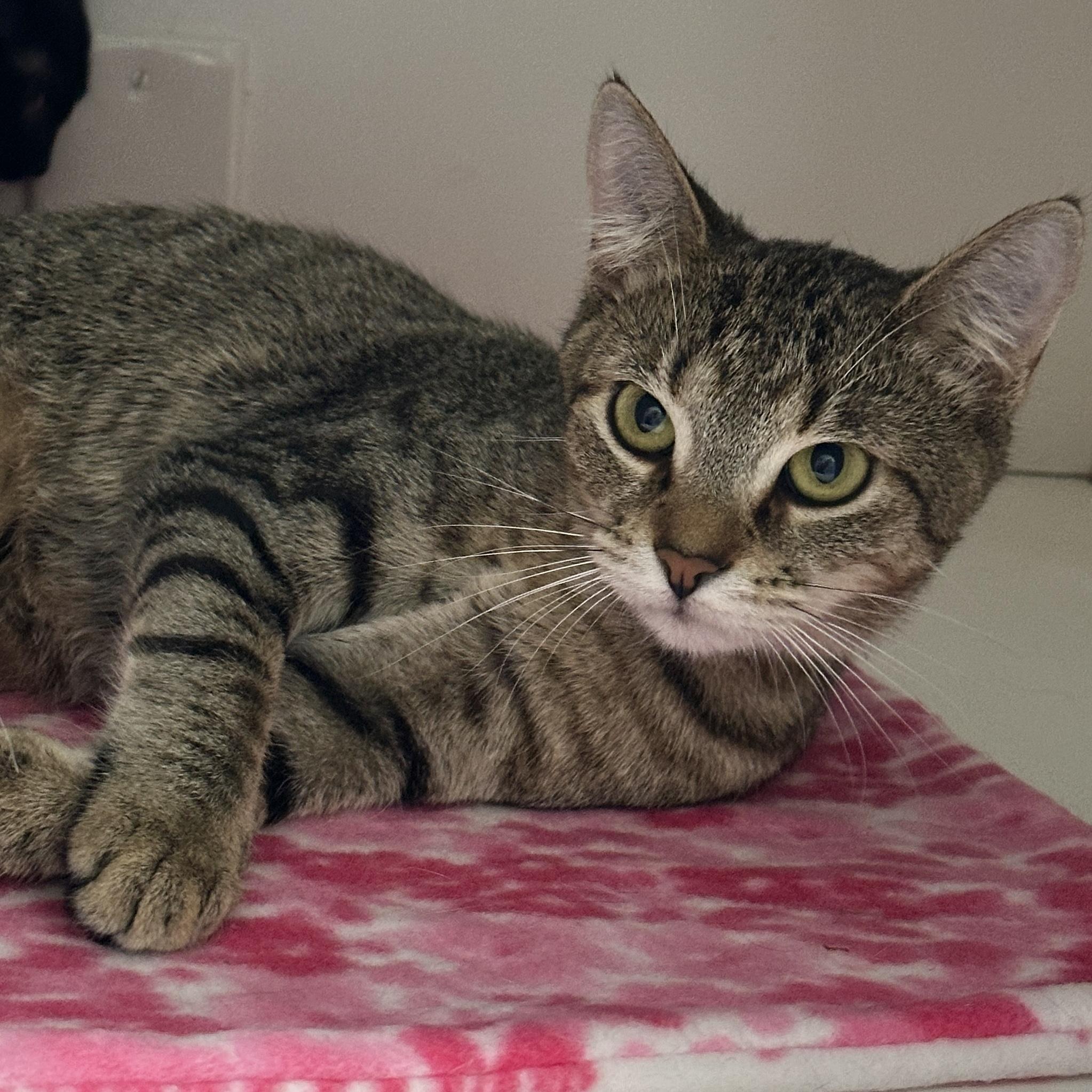 Enlarge Daria, a ADOPTABLE Domestic Short Hair in Victor, NY image 6/6