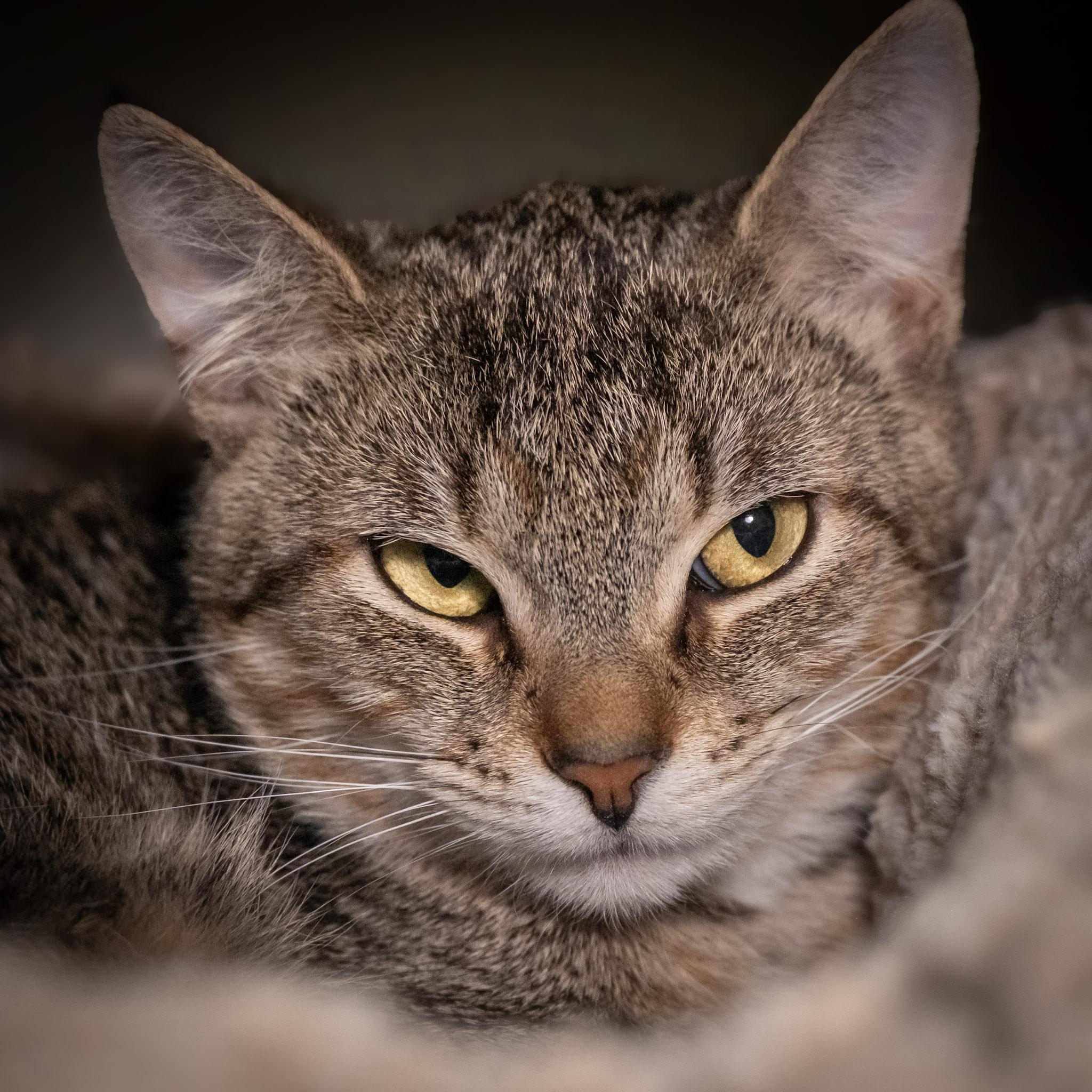 Enlarge Daria, a ADOPTABLE Domestic Short Hair in Victor, NY image 2/6