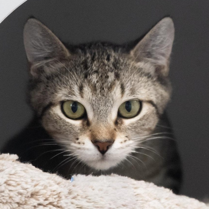 Enlarge Daria, a ADOPTABLE Domestic Short Hair in Victor, NY image 3/6