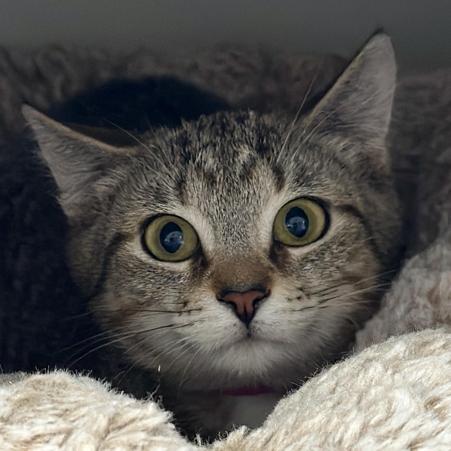 Enlarge Daria, a ADOPTABLE Domestic Short Hair in Victor, NY image 4/6