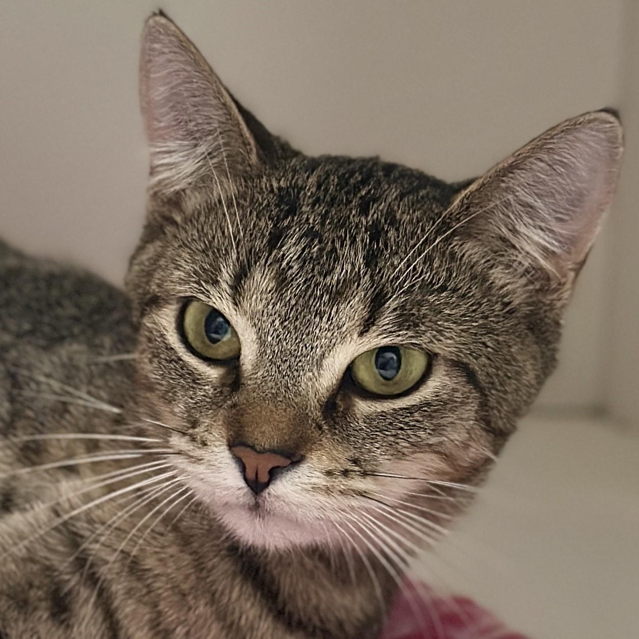 Daria, ADOPTABLE, Young Female Domestic Short Hair.