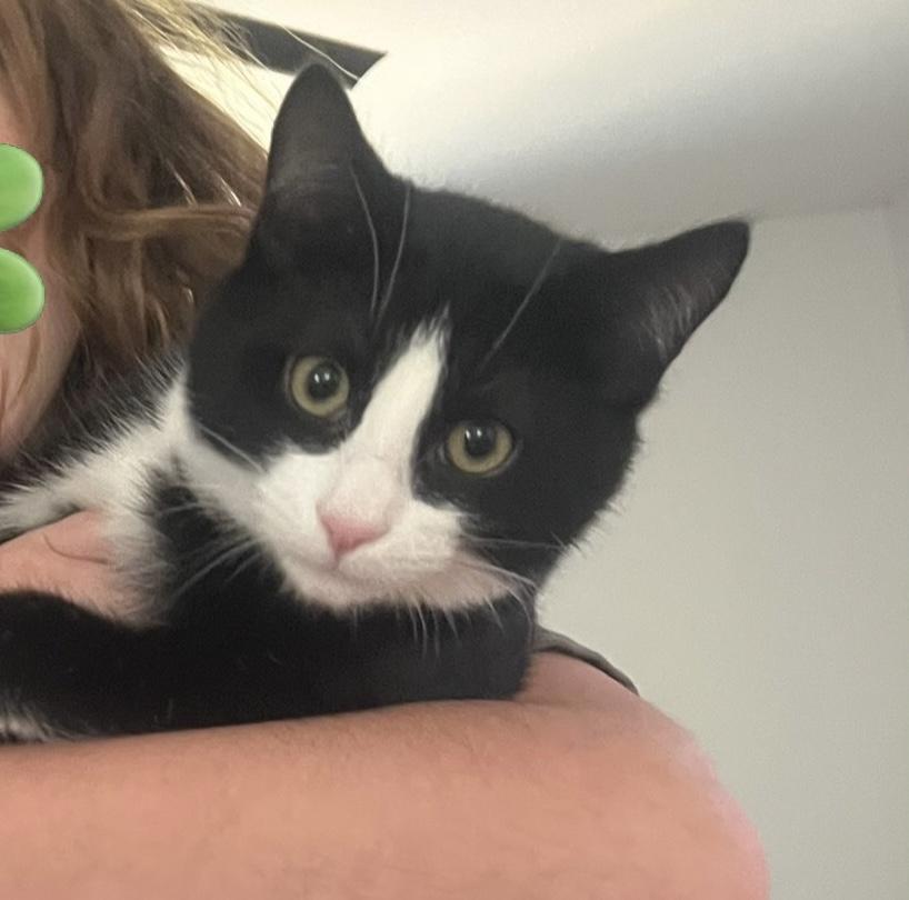 Clover, a Adoptable Domestic Short Hair in Sanford, NC image 3/4