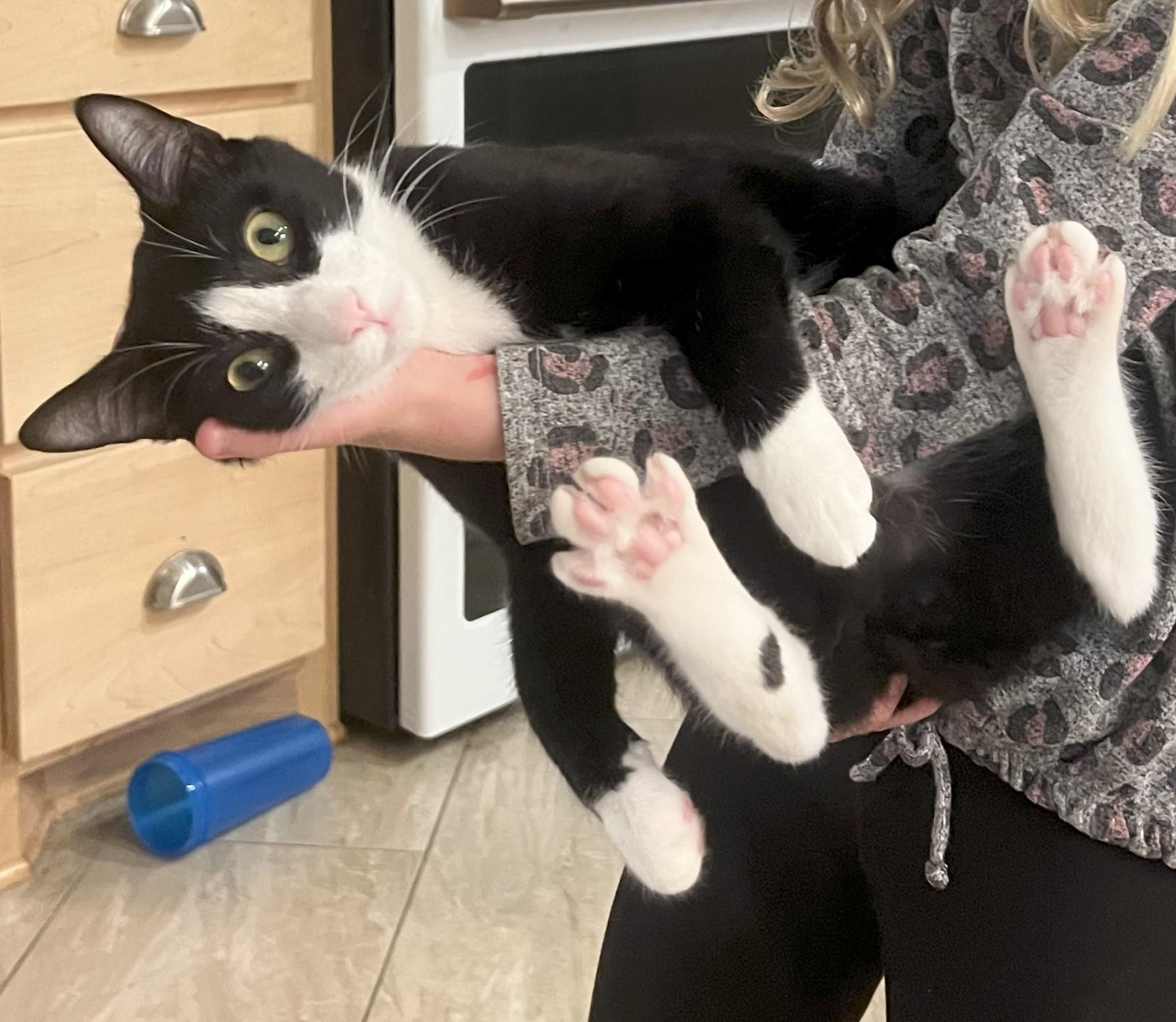 Clover, Young Male Domestic Short Hair