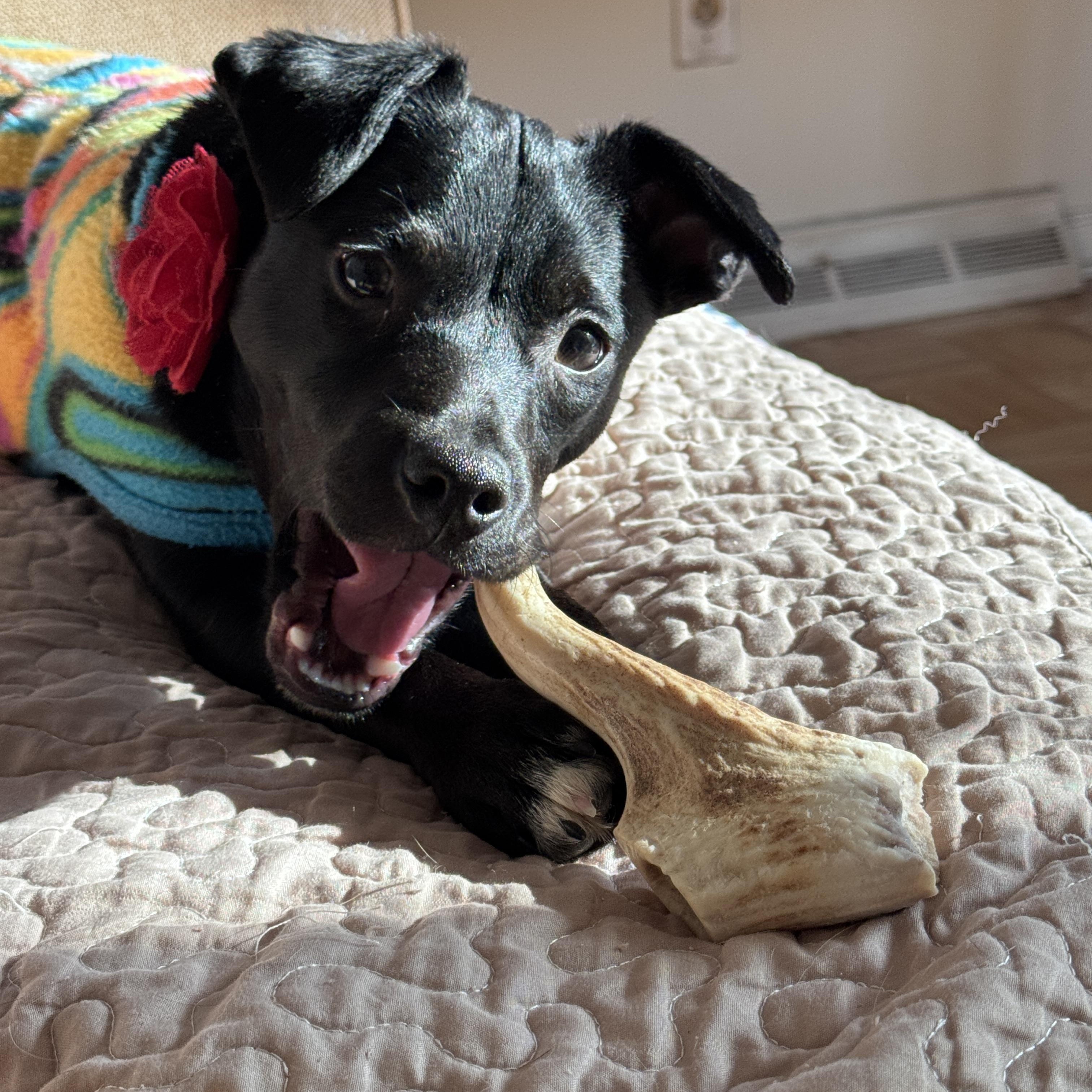 Enlarge Dorothy, an adopted Terrier in Lexington, KY image 2/3