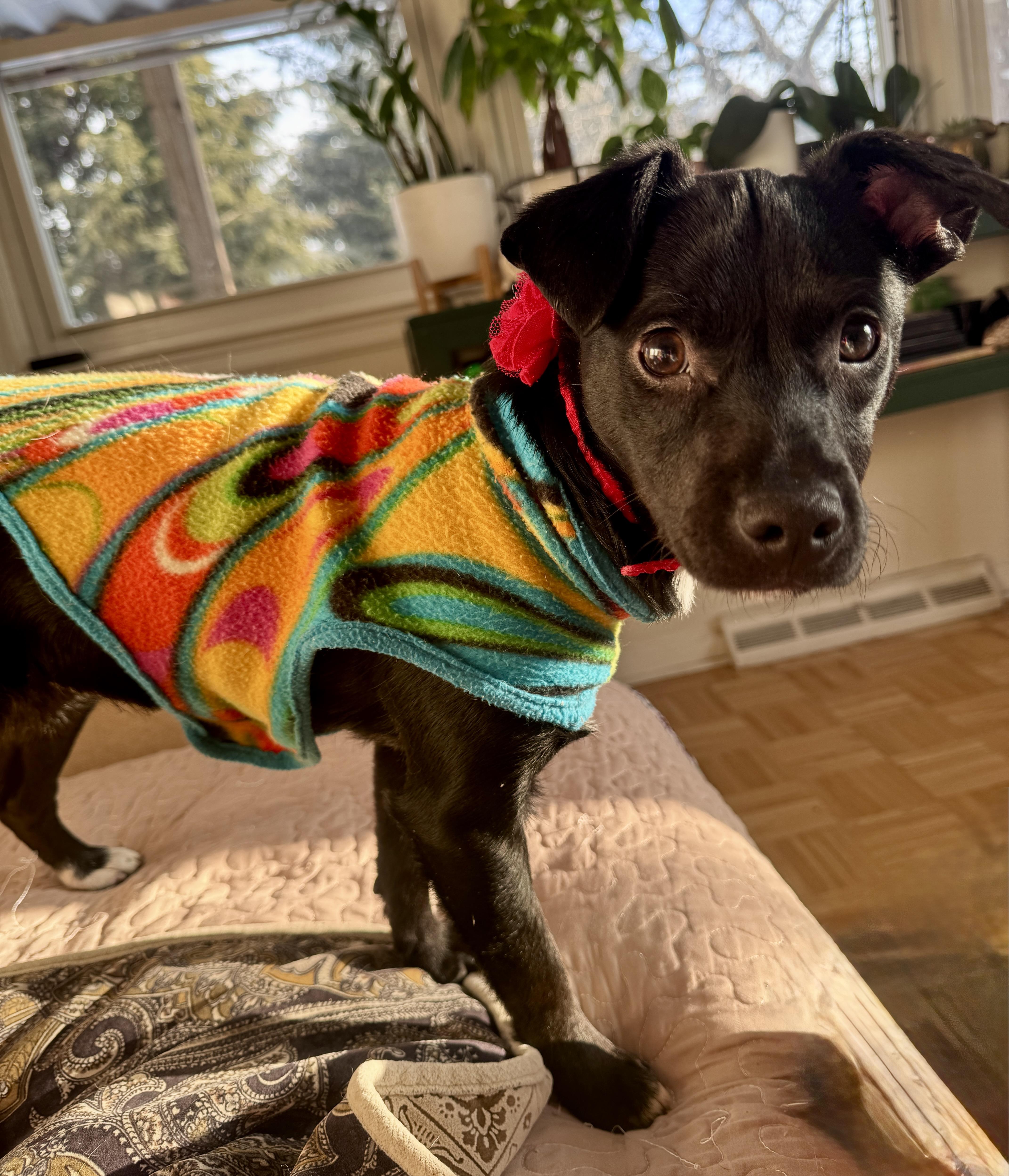 Enlarge Dorothy, an adopted Terrier in Lexington, KY image 1/3